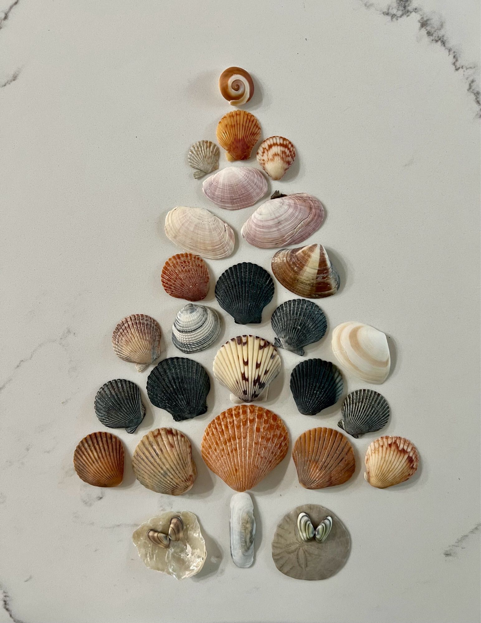 Seashells arranged on a counter in the shape of a tree, with two shell “gifts” underneath.