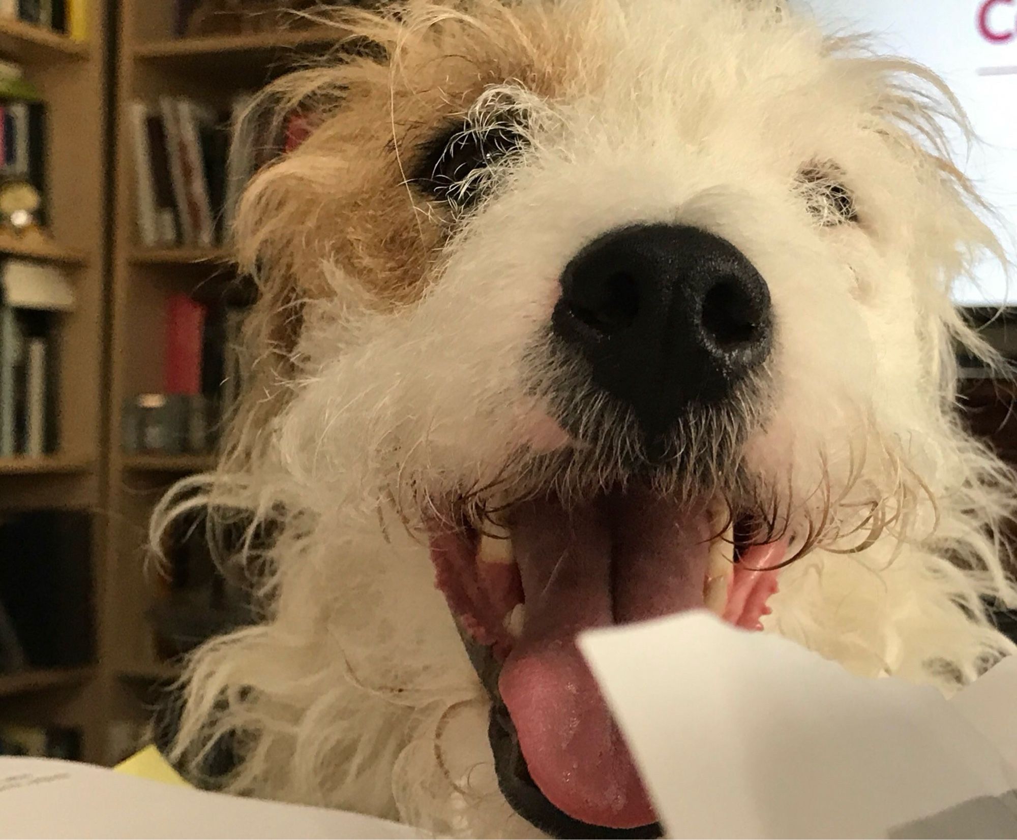 Close up of Howard Spring the Parson Russell Terrier “smiling” (open relaxed mouth) from behind a pile of papers (book shelves in background)