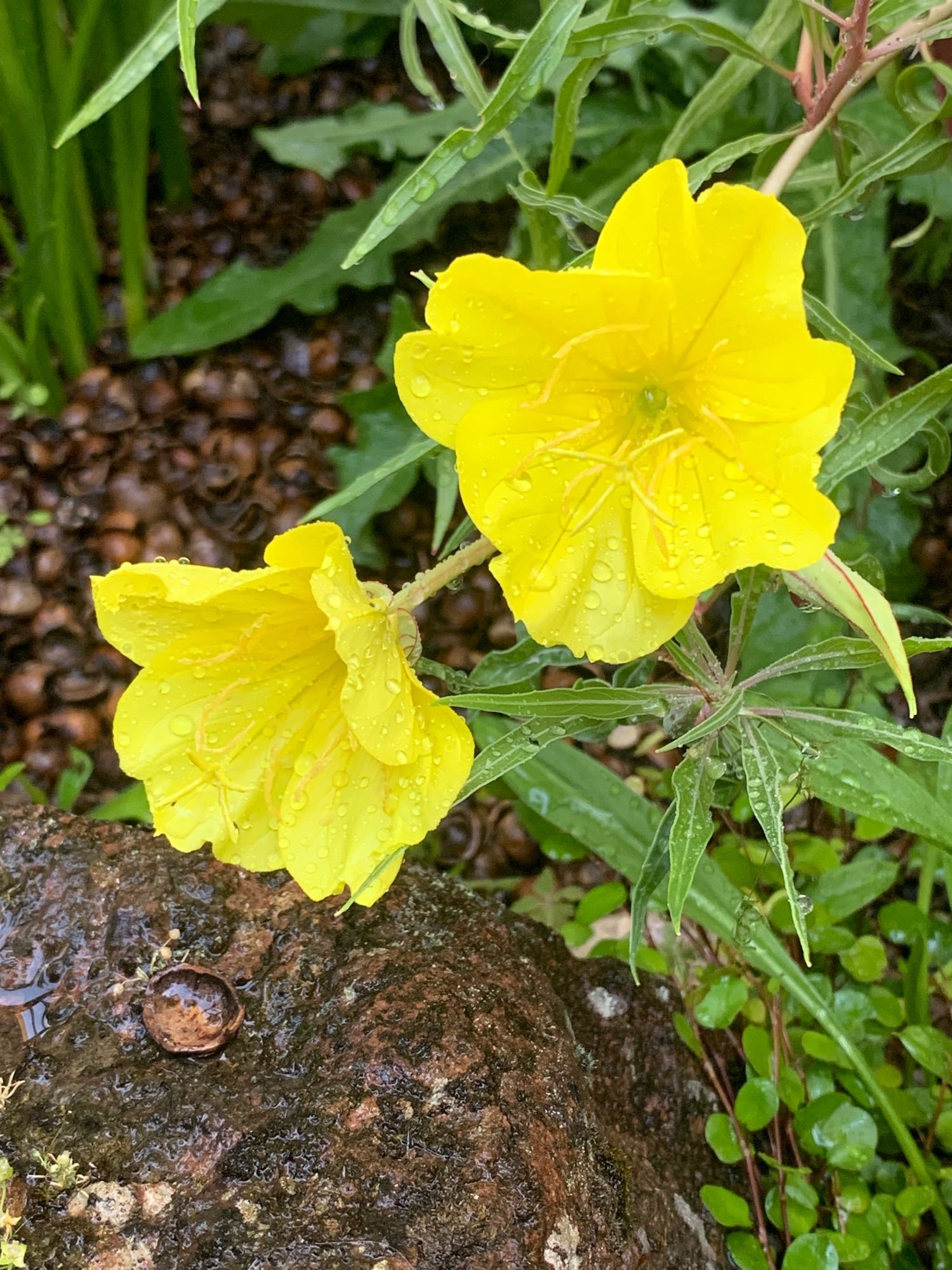 Two intensely yellow evening primrose flowers, just beginning to close at dawn