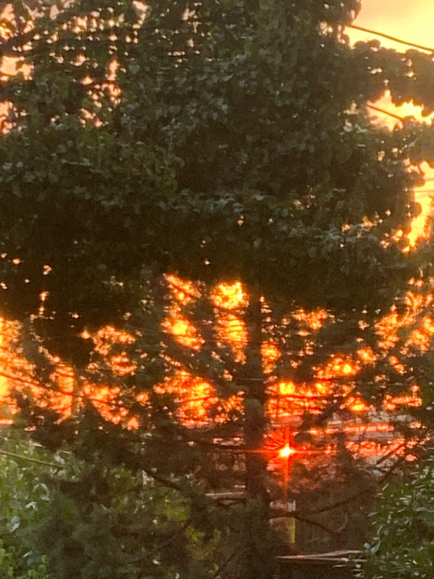 The sun peeking out ruby red at first light over the horizon, as seen through the trees