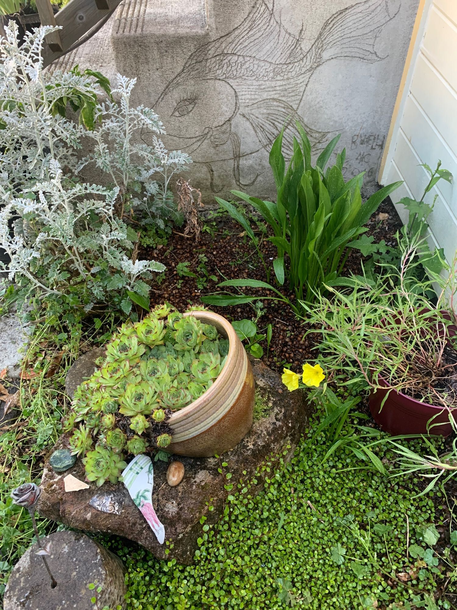 A tiny corner of an urban garden with 2 bright yellow evening primrose just beginning to close at dawn. Several types of flowering plants, vines, lilies, and sedum grow over rocks, pots, and shapes next to some concrete steps which has a femme fish etched into it