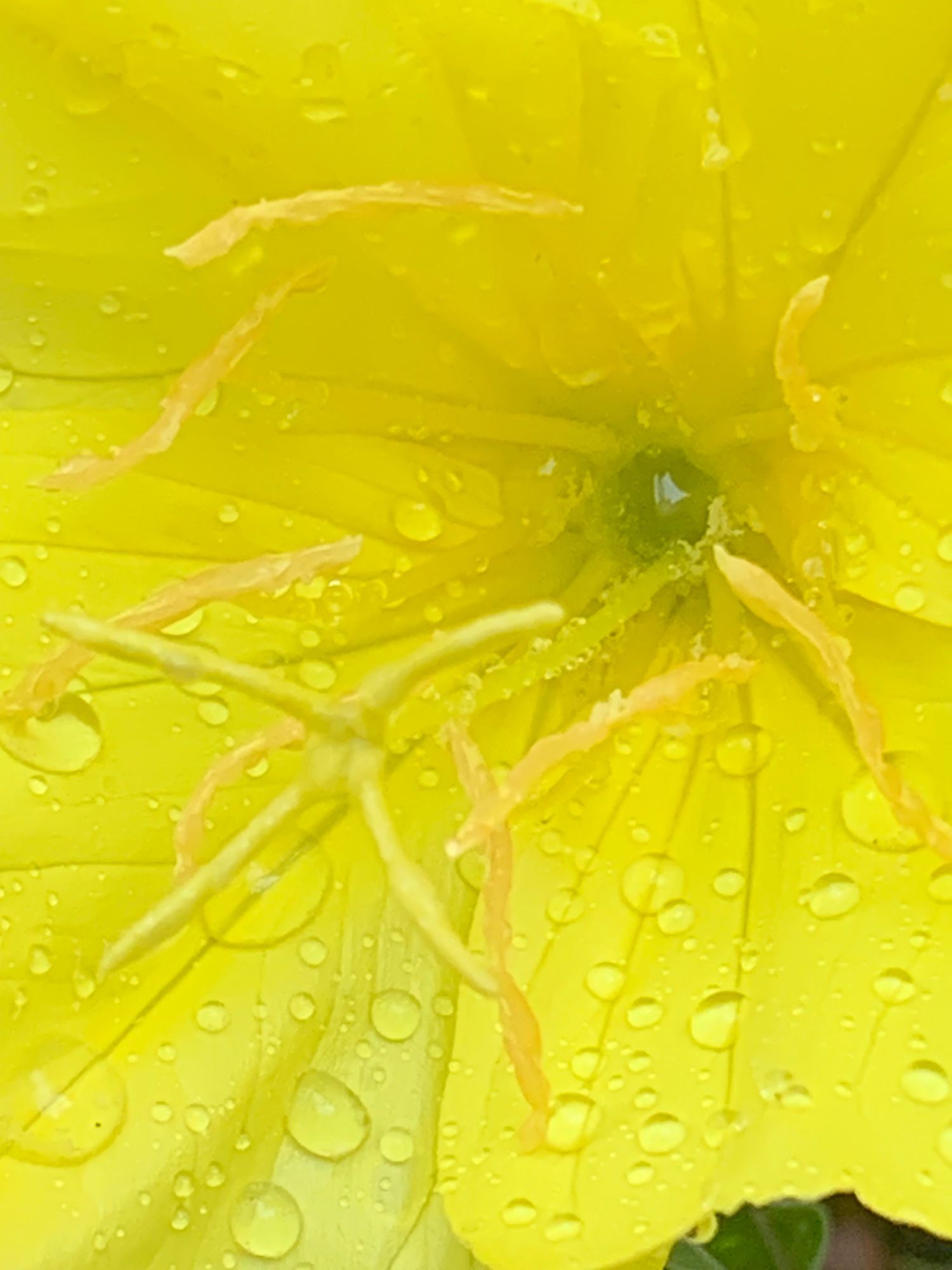 A close up of the odd stamens and fluorescent yellow petals of an evening primrose blossom. Droplets of dew shines on the petals as they begin to close at dawn