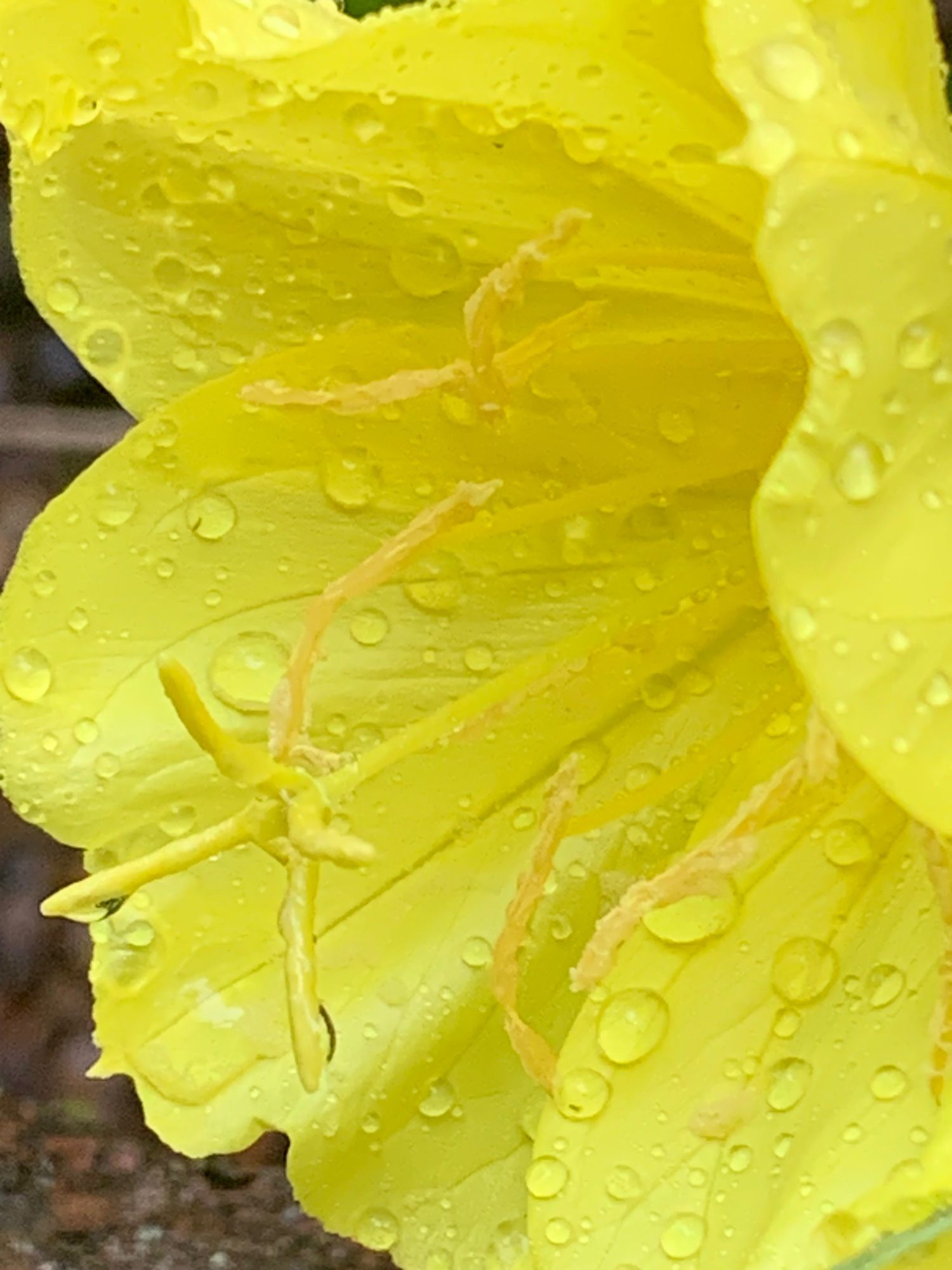 A close up of the odd stamens and fluorescent yellow petals of an evening primrose blossom. Droplets of dew shines on the petals as they begin to close at dawn