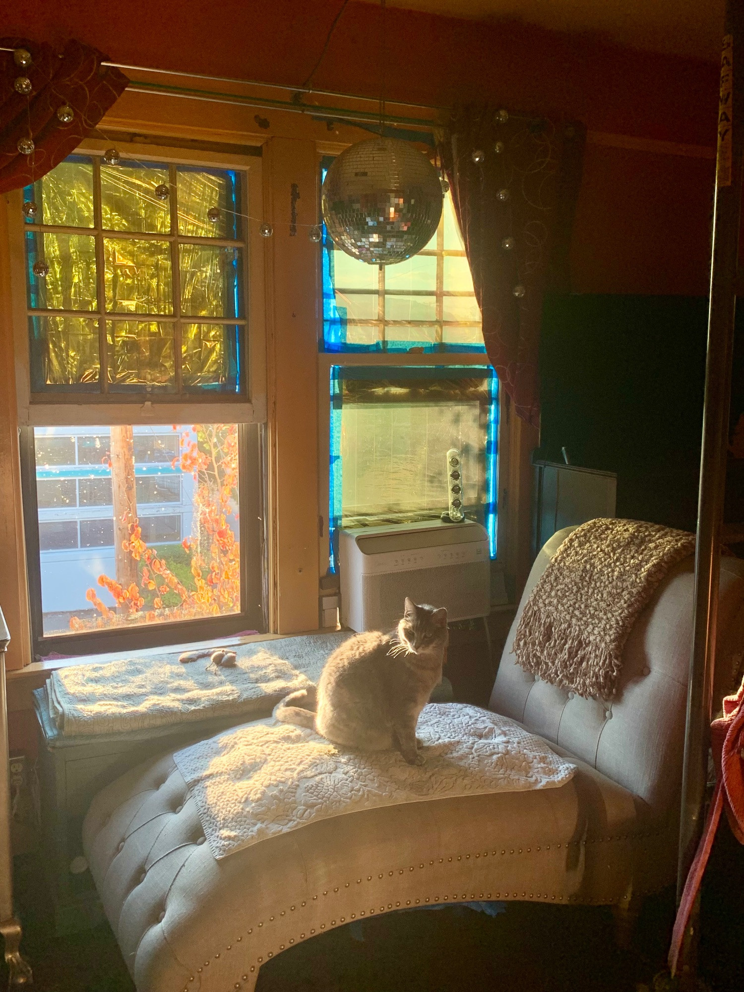 My cat Jane The Magnigicent sitting on a chaise under a disco ball in a window seat area. The windowpanes are taped with gold reflective foil against the summer heat. One side is open to reveal reddish autumn leaves on the tree outside. Jane is a silver grey & cream orange tortoiseshell tabby whose fur reflects metallic silver sheen due to her extra soft double undercoat.