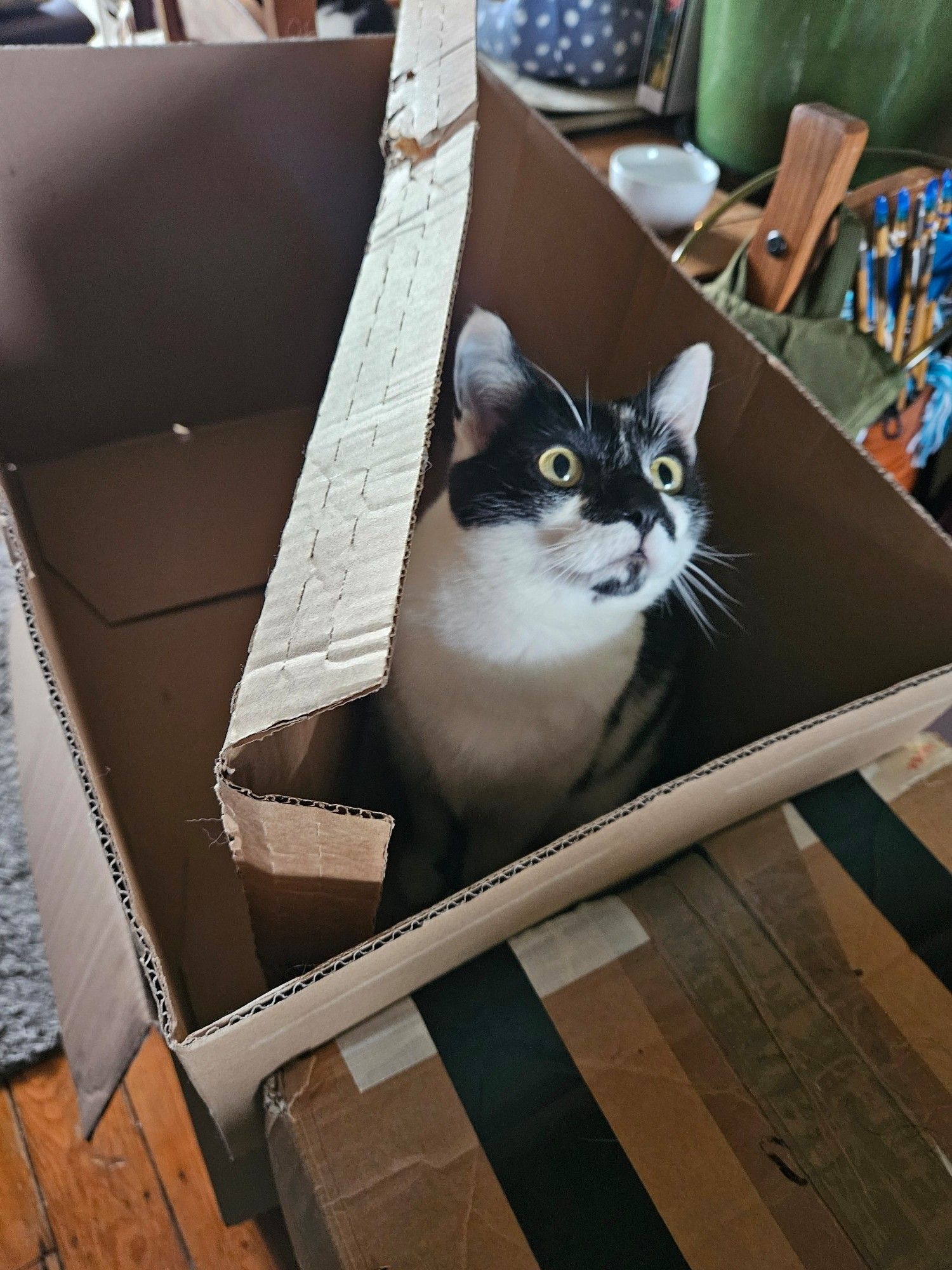 Cat in a box