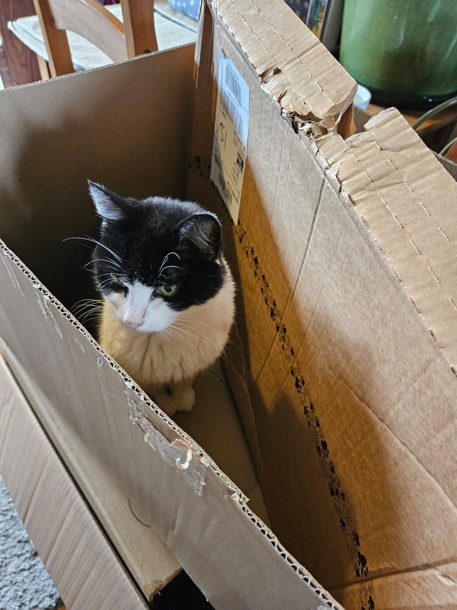 Cat in box