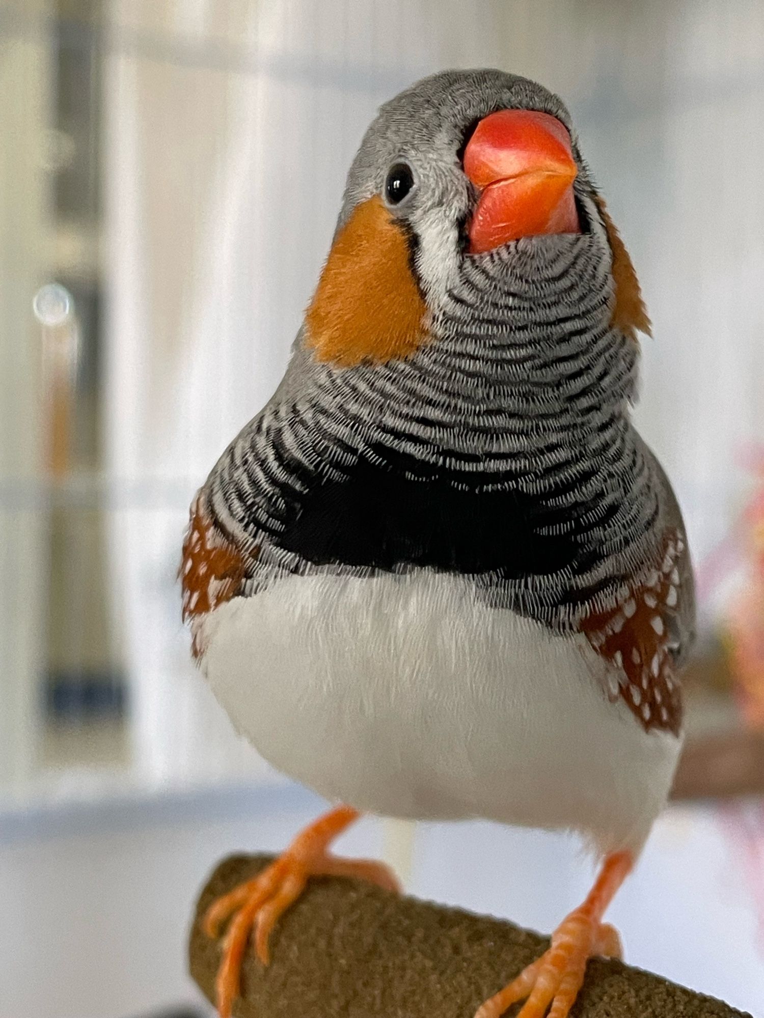 A male zebra finch leaning towards the camera at an upwards angle.