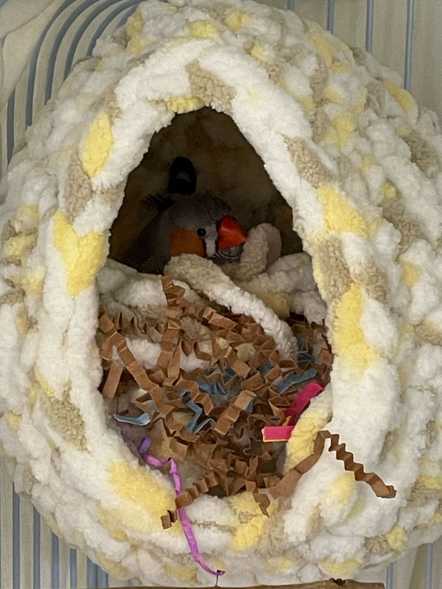 A male zebra finch in a crocheted nest made of thick yarn that is yellow, white, and light brown. The nest contains crinkled paper strips and pieces of loose thick yarn.