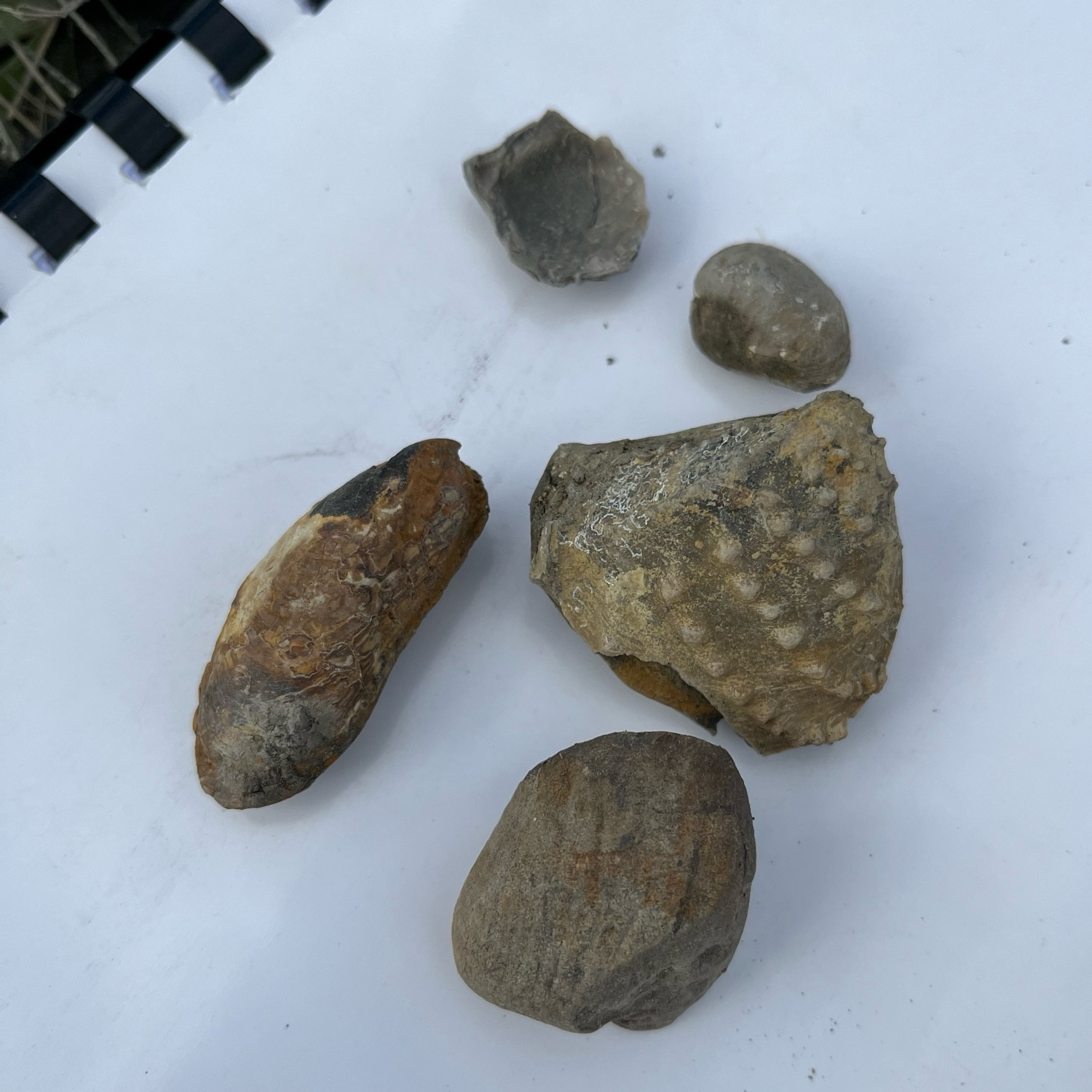 Some complete fossil bivalve finds in the Oxford clay at Furzy Cliff