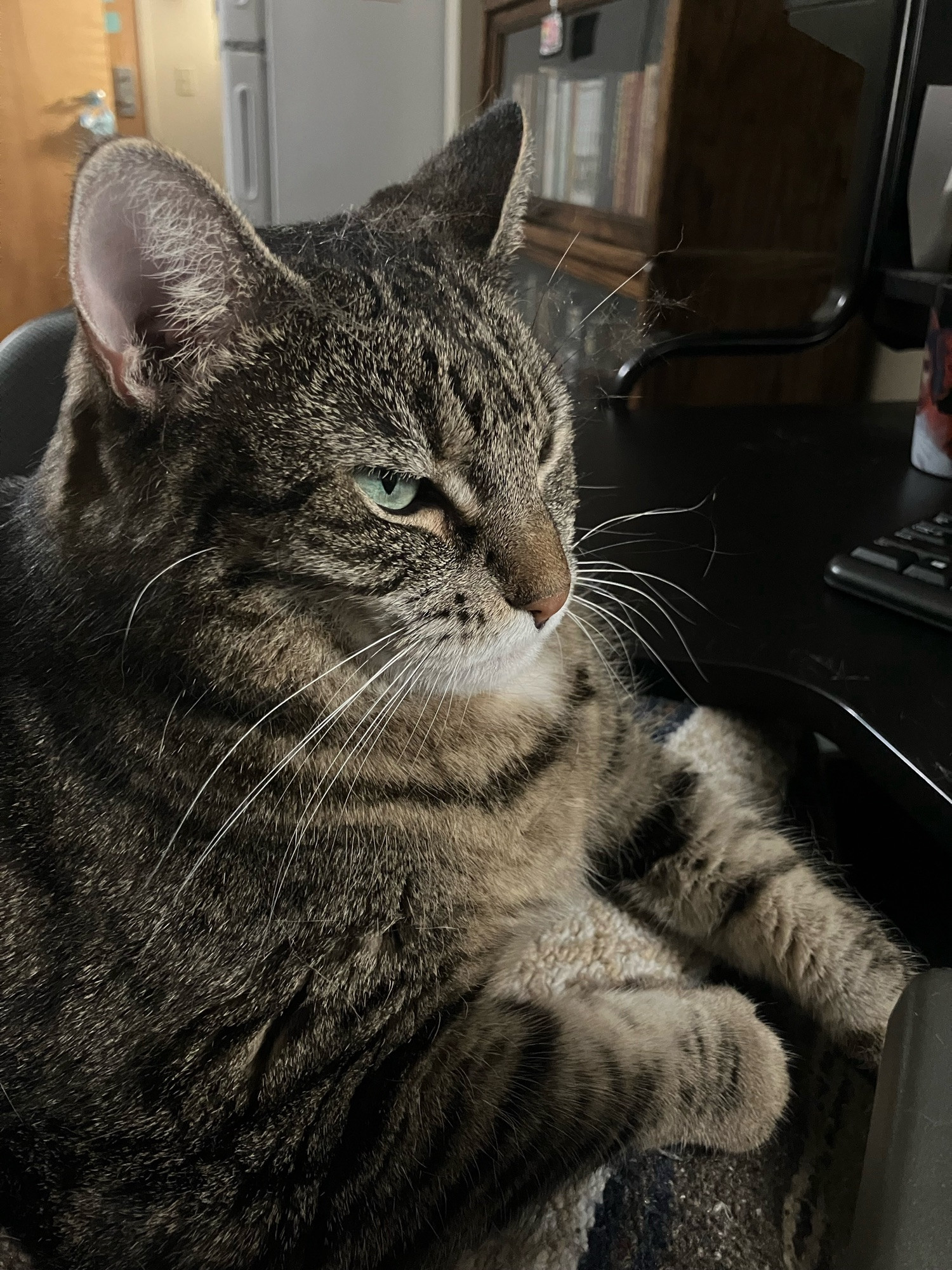 A plumpy brown tabby cat is sitting on a lap facing a computer with her paws on the desk and a content look on her face