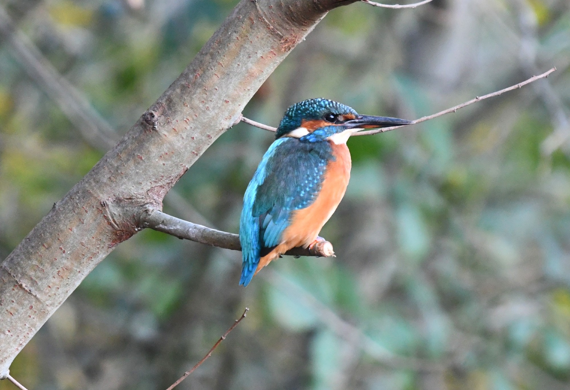 Kingfisher, an orange and blue bird, sat on a branch 