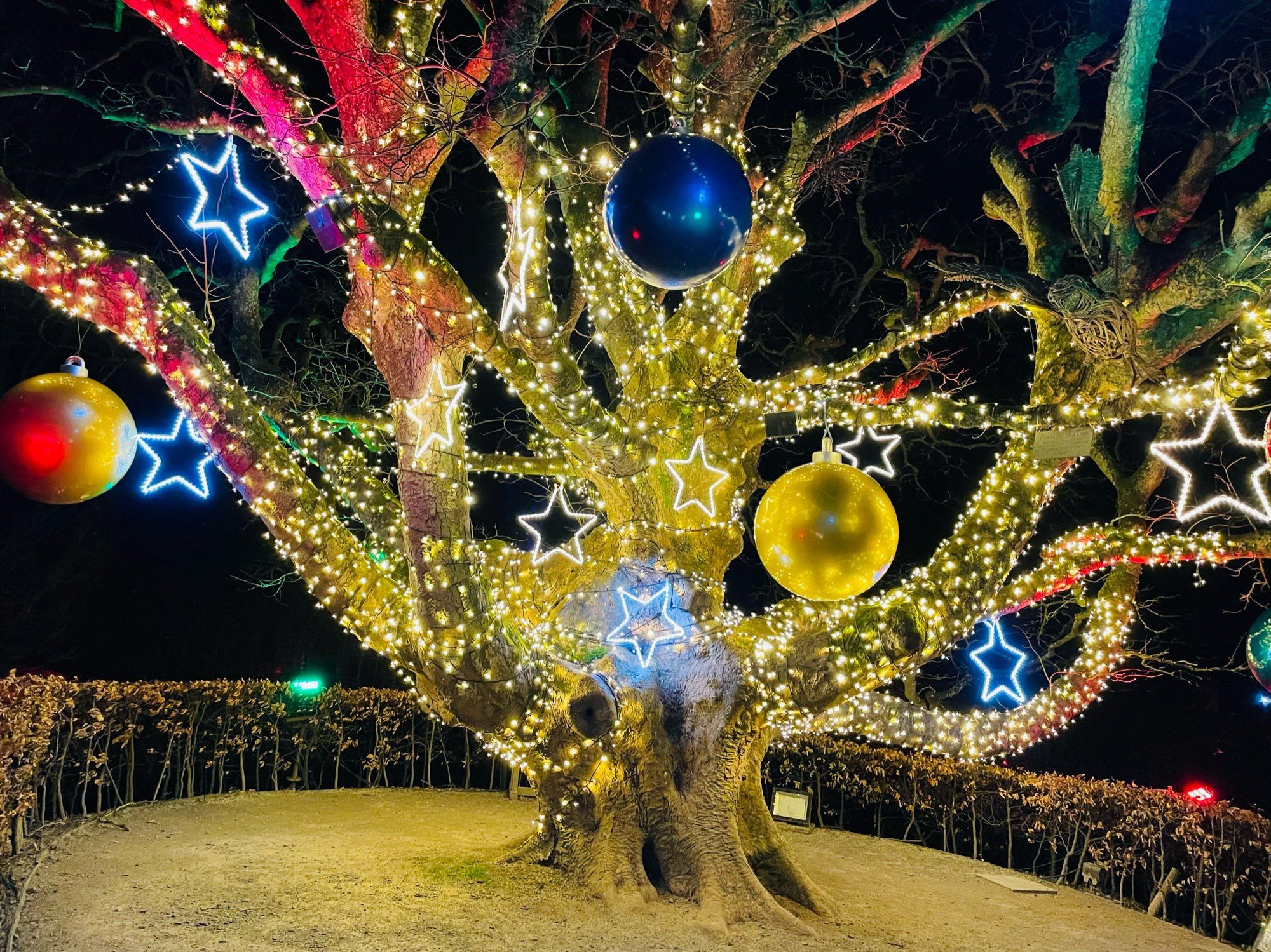 Fabulous old tree covered in golden lights, sparkling stars & giant baubles, I want to live in it year round!