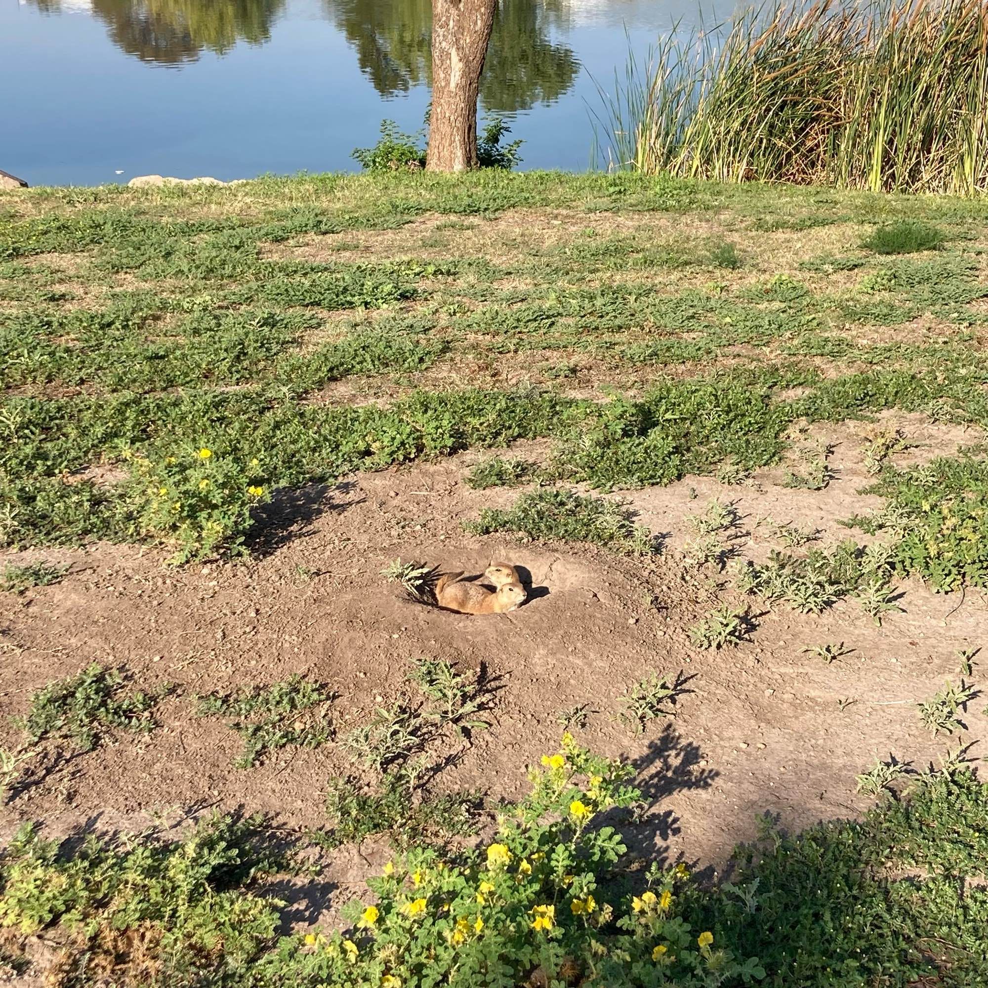 A picture of two prairie dogs