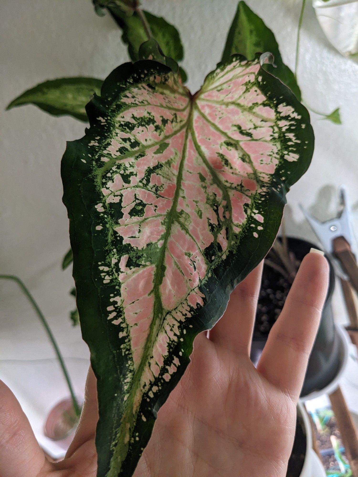 A pink symphony caladium with a hand behind it to illustrate how translucent the pink areas are