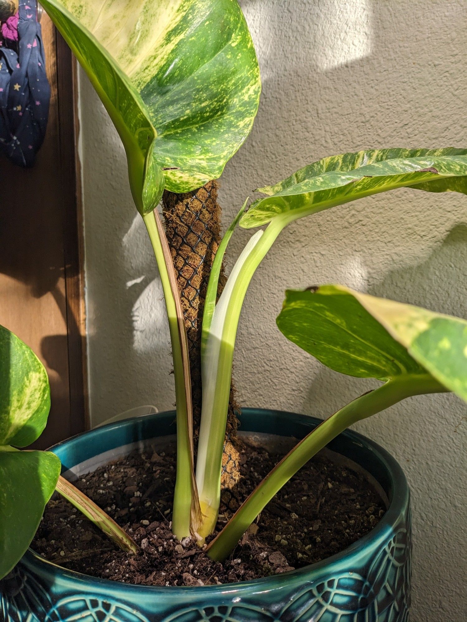 A giant Hawaiian pothos popping out a new leaf