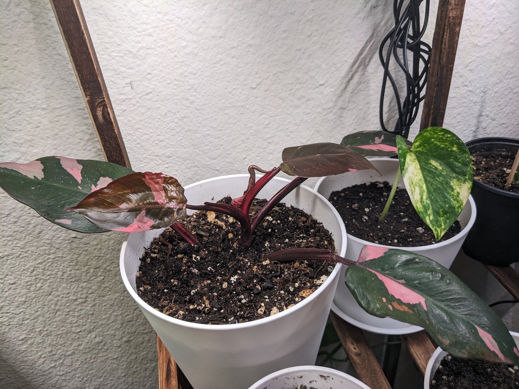 A pink princess philodendron popping off a new leaf