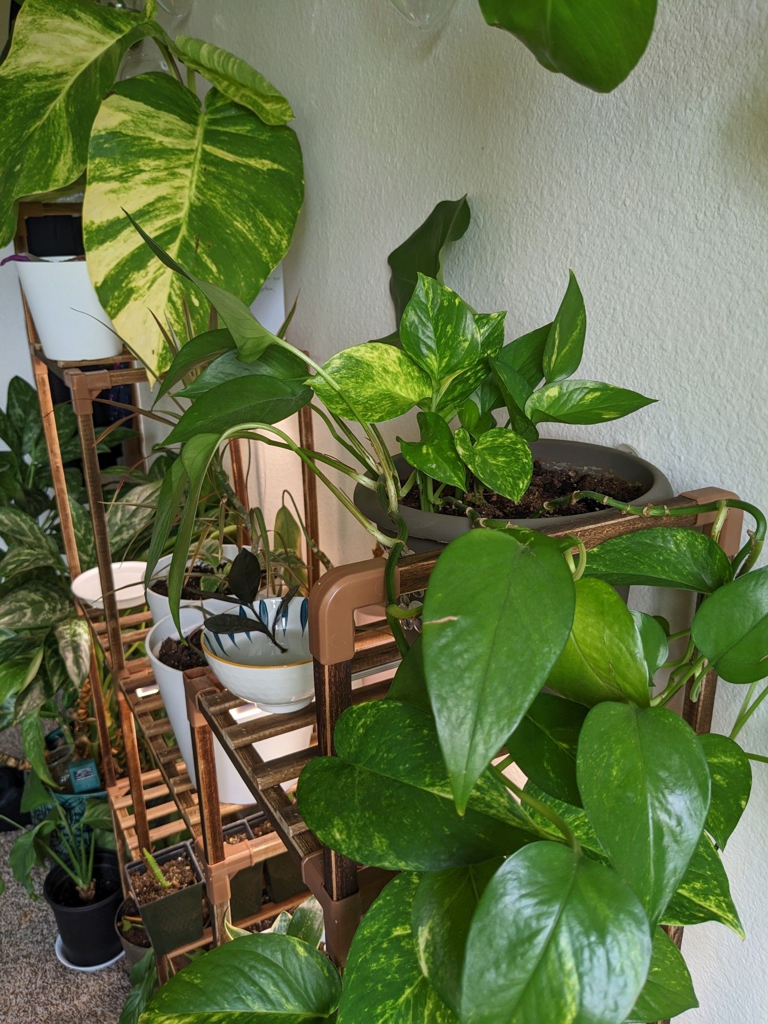 A picture of a plant rack filled with Greenery