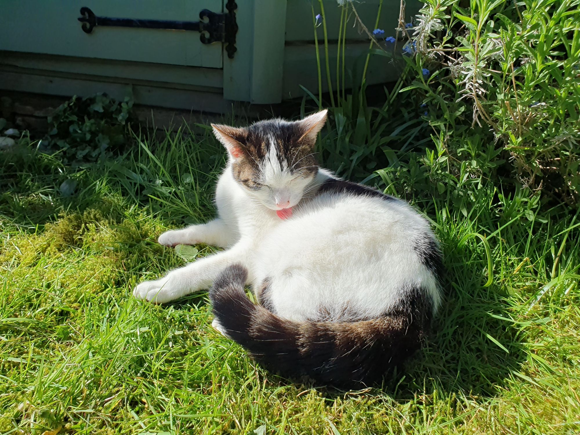 landscape photograph of a white and black adult cat lying in sunny grassy garden, and she's licking the side of her tummy, her dark stripey tail wrapped around herself. behind her you can see the bottom of a bluey-green door to a summer house, and to the right of it is a some flowers and greenery.