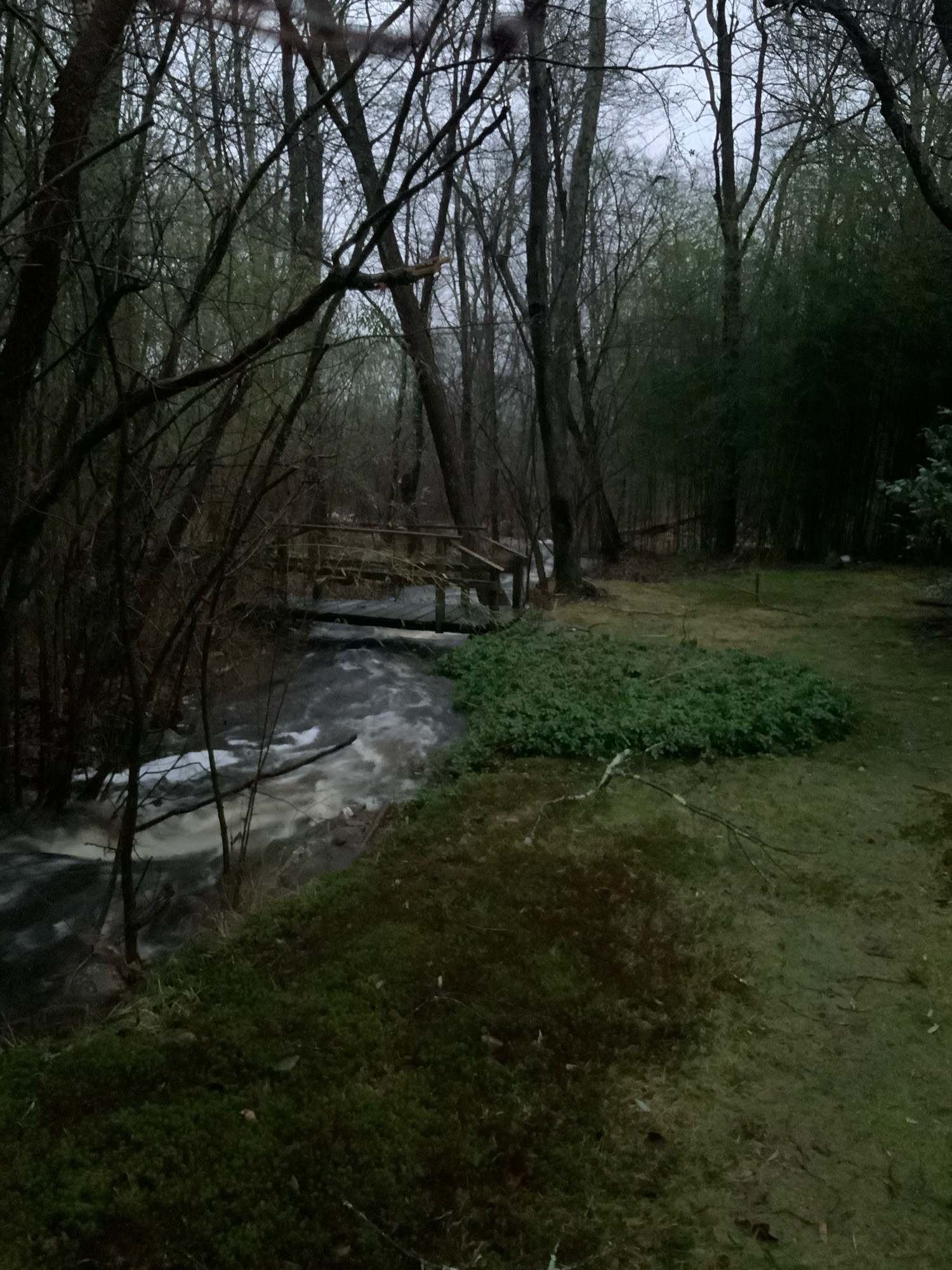 Life by an ever changing stream. Usually dry for at least part of the summer. This year was one of the first that didn’t happen. This is what more than thee inches of rain can do.