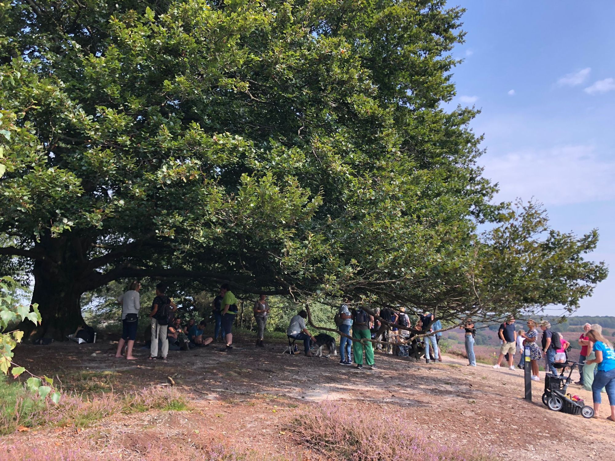 Een bonte verzameling mensen met elkaar in gesprek. Staand en zittend onder en naast de grote beuk op Fairy tree hill op de Posbank. Op de voorgrond bloeit de paarse heide.