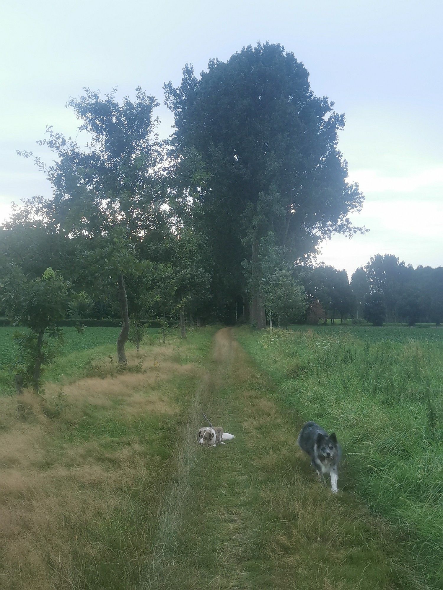 Twee blije honden op een grassig pad tussen 2 akkers