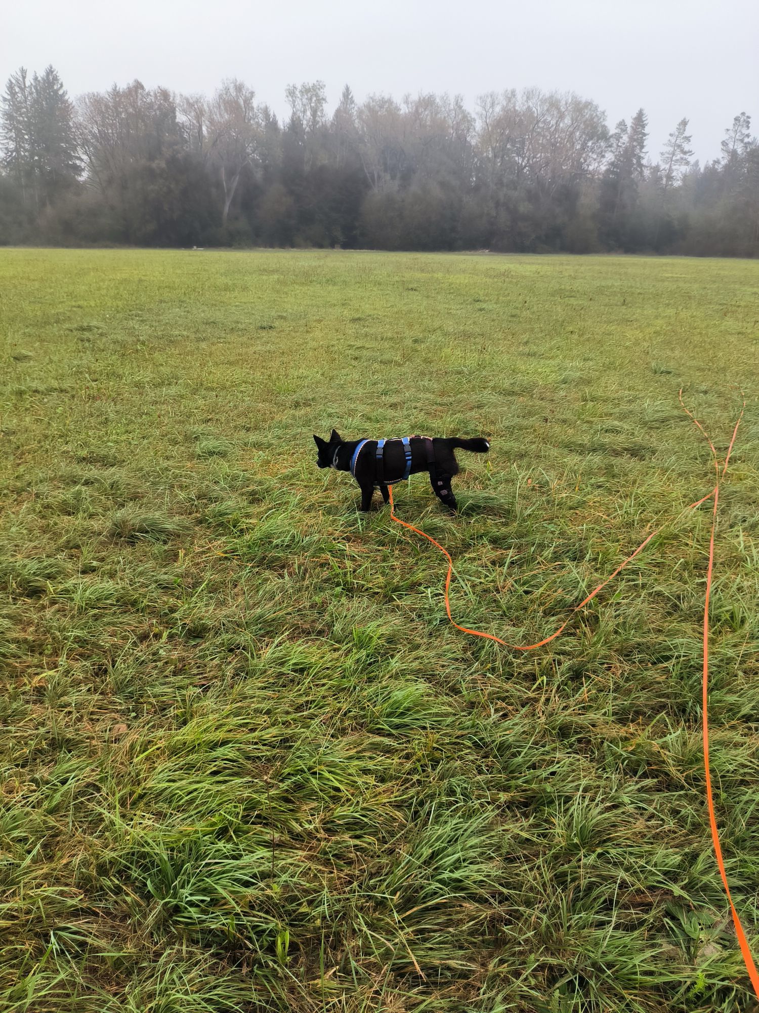 ein mittelgroßer, schwarz/weißer Hund durchschnüffelt eine Wiese im leichten Herbstnebel