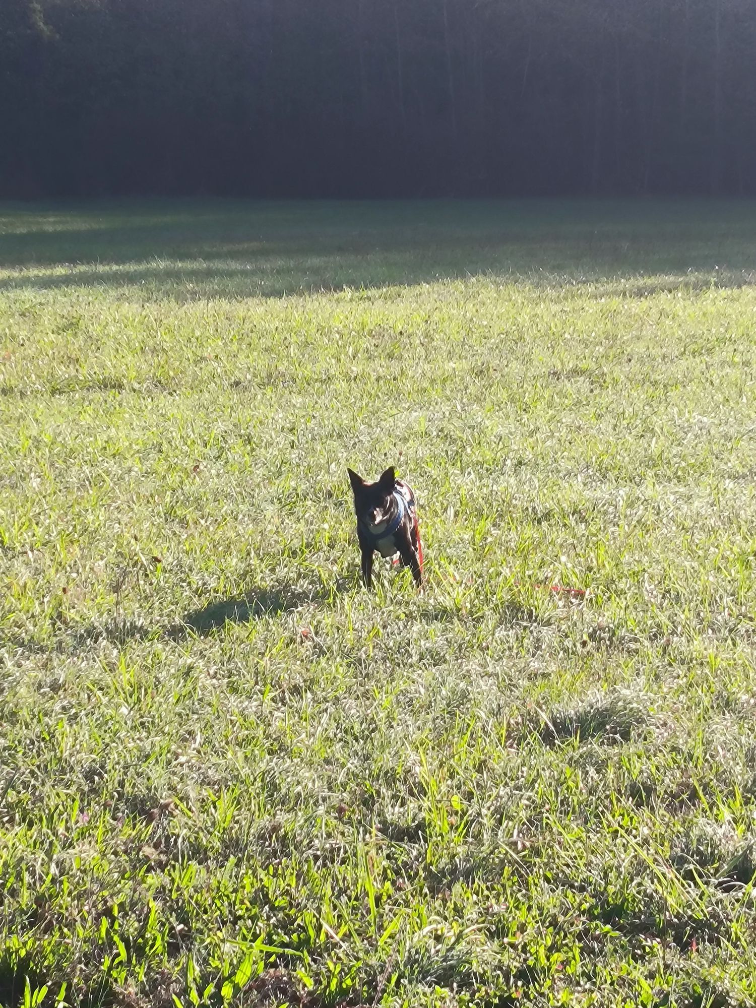 ein mittelgroßer, schwarz/weißer, dreibeiniger Hund steht auf einer Waldwiese und schaut neugierig