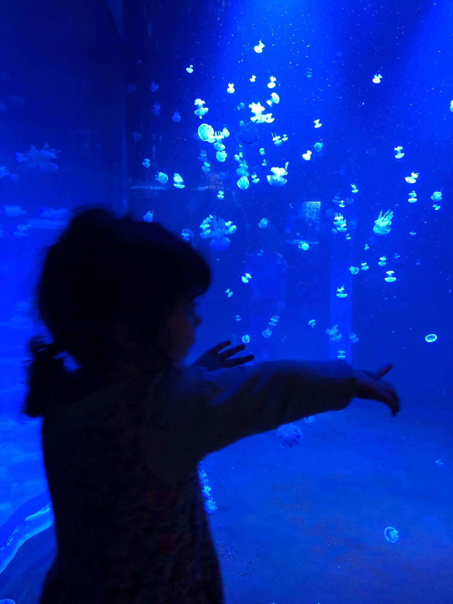 little girl pointing with wonder at jellyfish