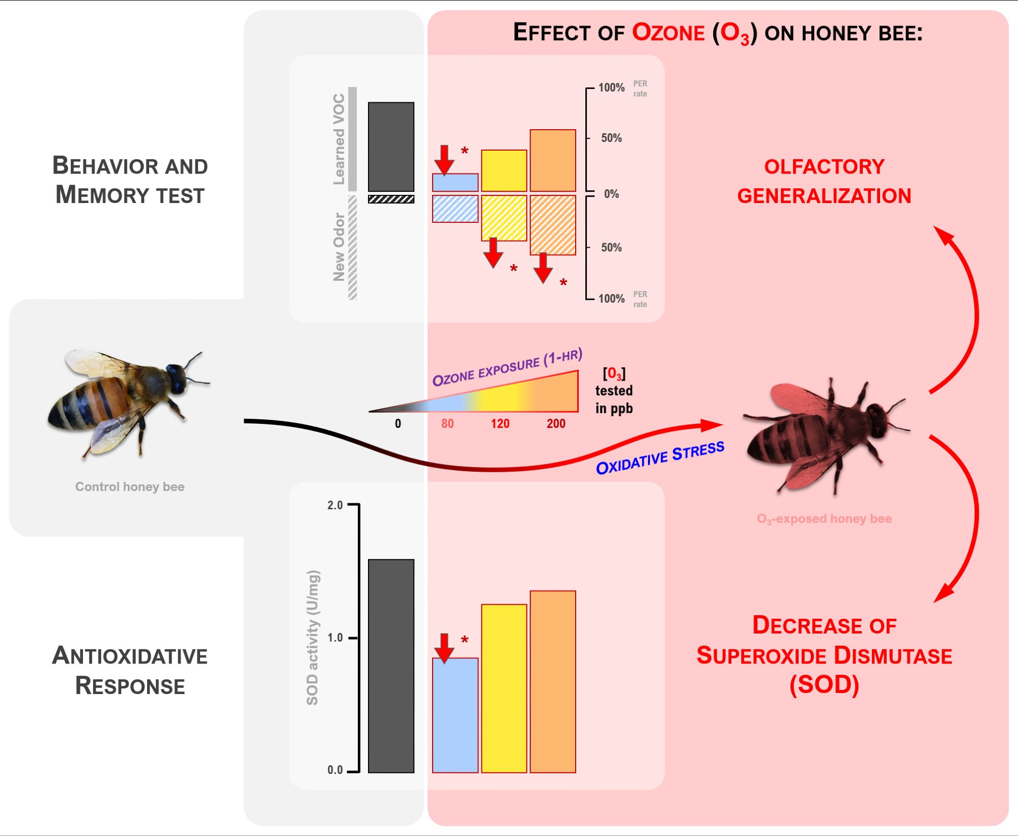 Graphical abstract of my latest paper, on the effects of ozone pollution on honey bee physiology. Two main effects reported: 1) after olfactory conditioning, bees exposed to ozone will either respond less to the odor they learned, or respond more to new odors, underlining olfactory generalization (bees confuse odors); and 2) a small but significant drop of one enzyme involved in antioxidative response, the superoxide dismutase, which is the first time it's ever reported for honey bees and pollinators.
Concentrations of ozone that were tested are in line with those we can measure in the atmosphere nowadays (200 ppb is what we could find during an extreme ozone pollution episode, like a heatwave, which tends to happen more often)