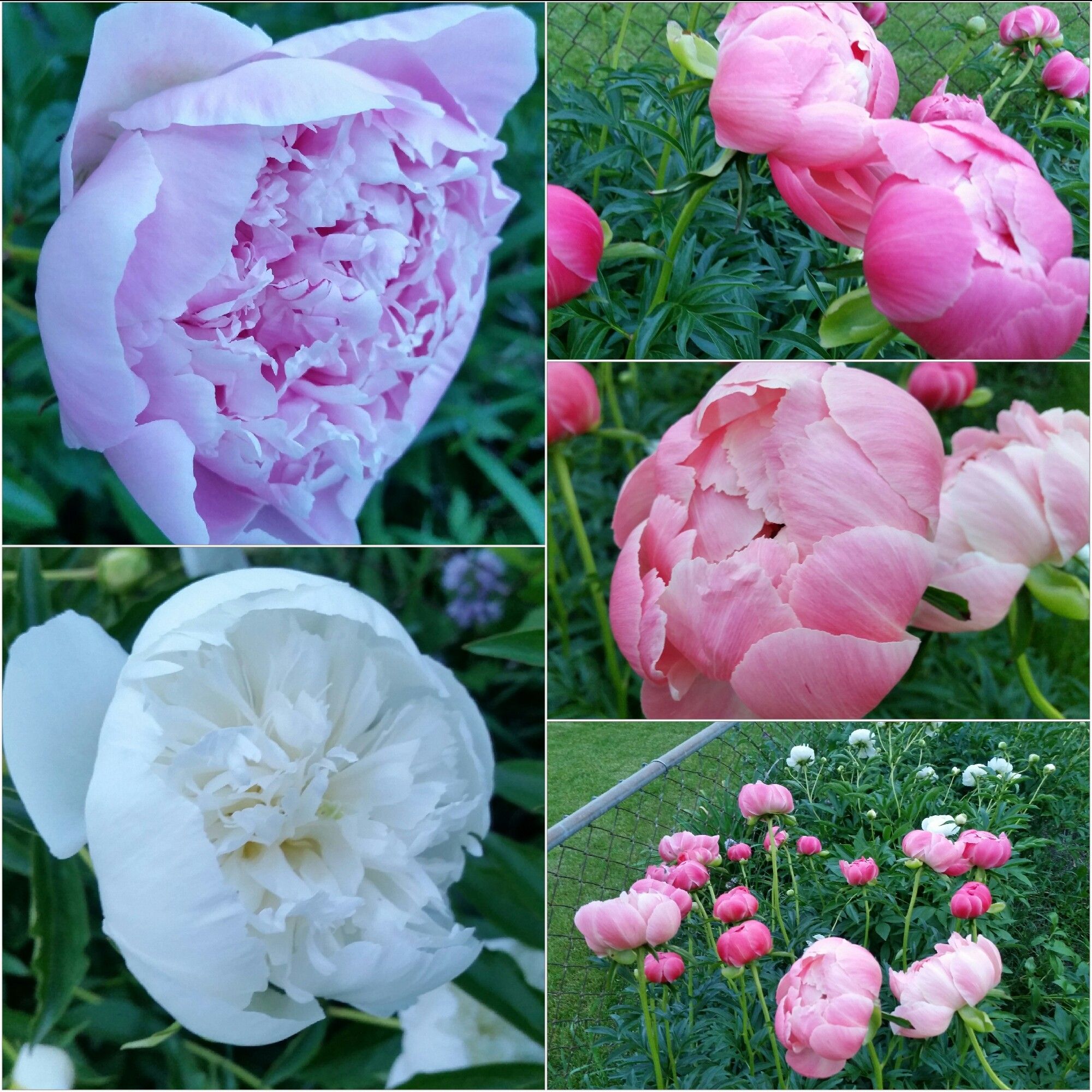 Pink, white & peach peonies just starting to bloom.