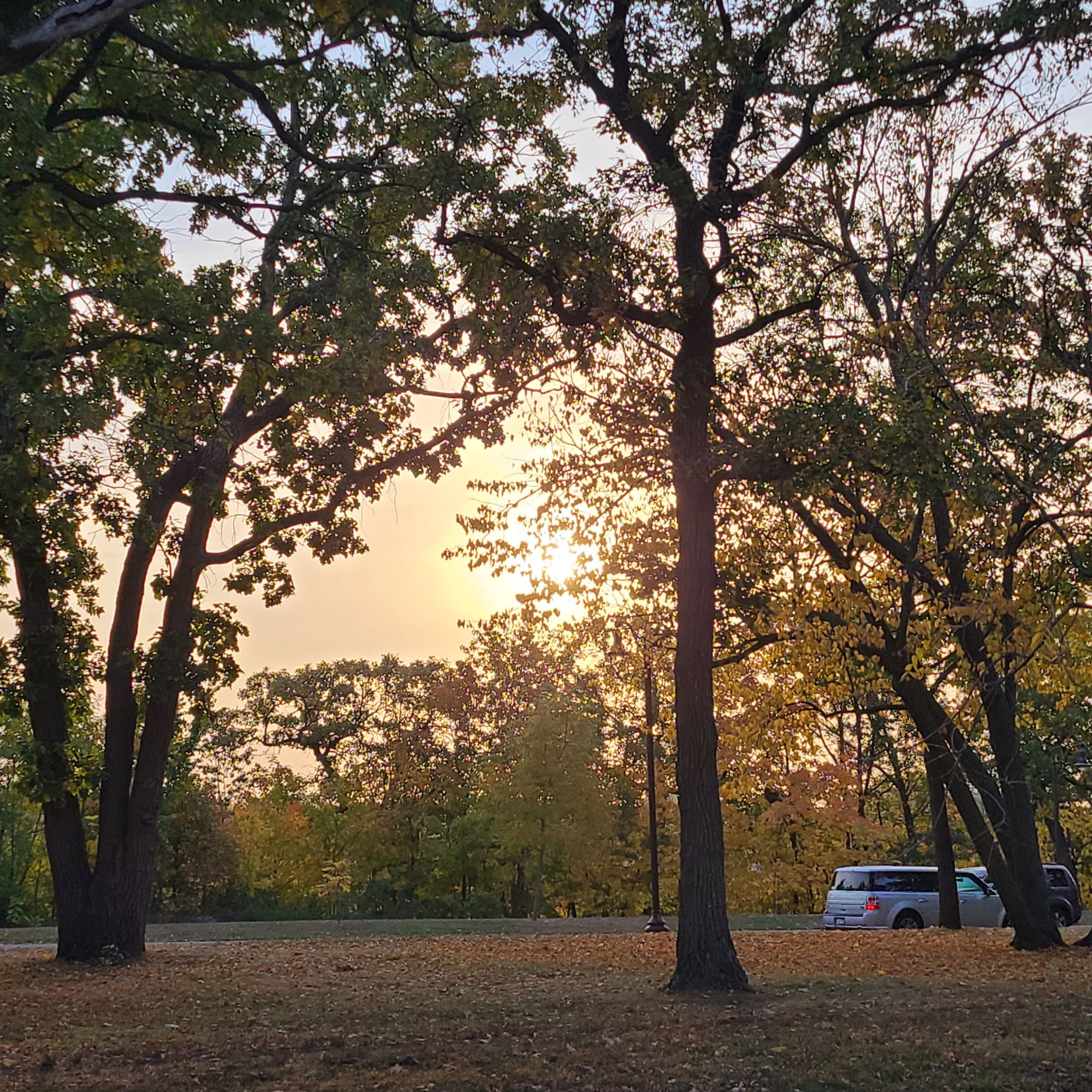 Golden sunrise through trees looking toward the river along tje parkway