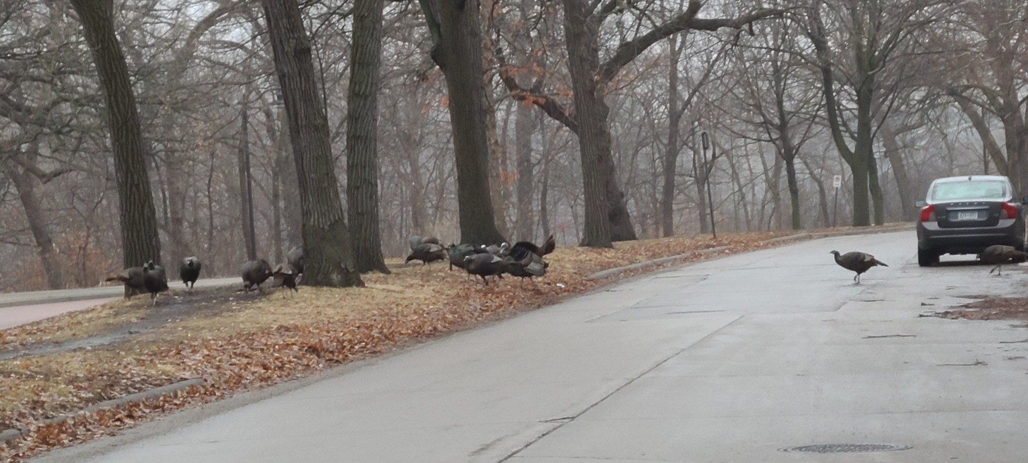 One turkey lagging in the street joining the large gaggle of turkeys in the grassy knoll