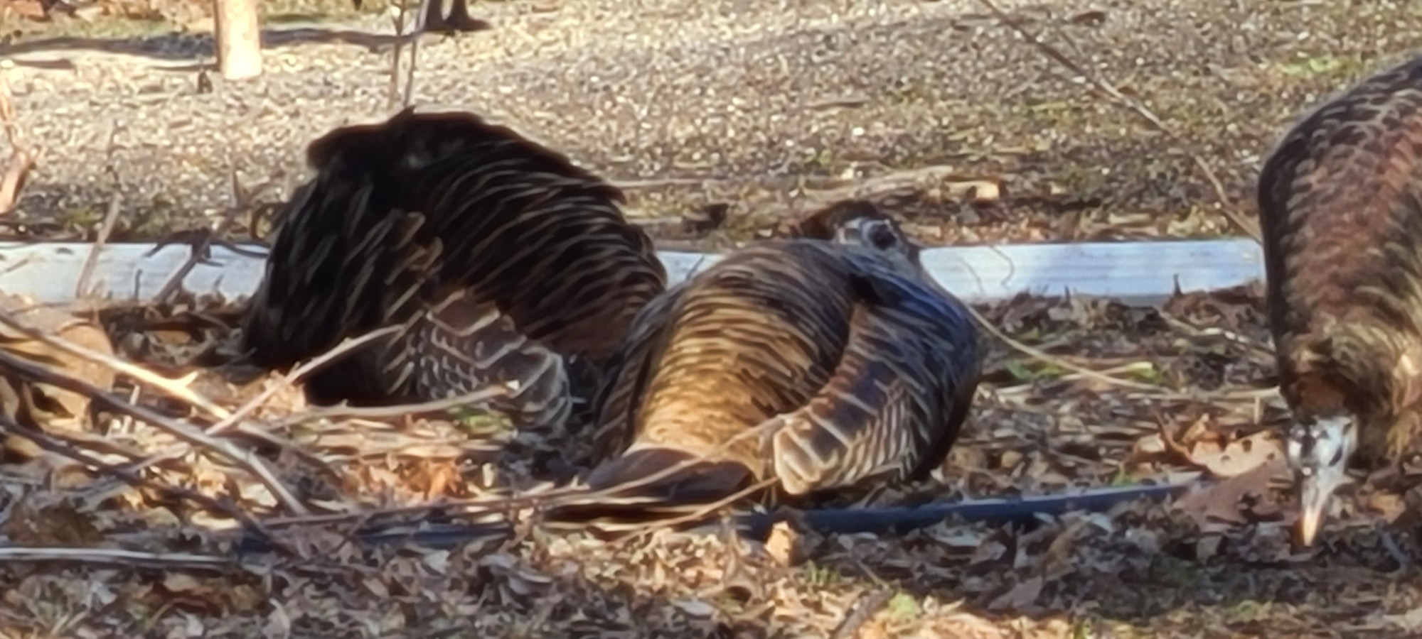 Close up view of napping wild turkeys under a tree near a bird feeder