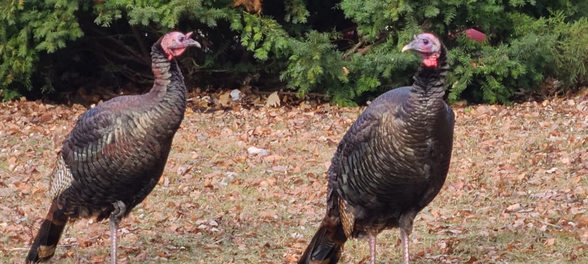 Close up of two urban turkeys, brown and black feathers, red necks,  green bushes in background,  pausing from feeding on grass to pose for photo