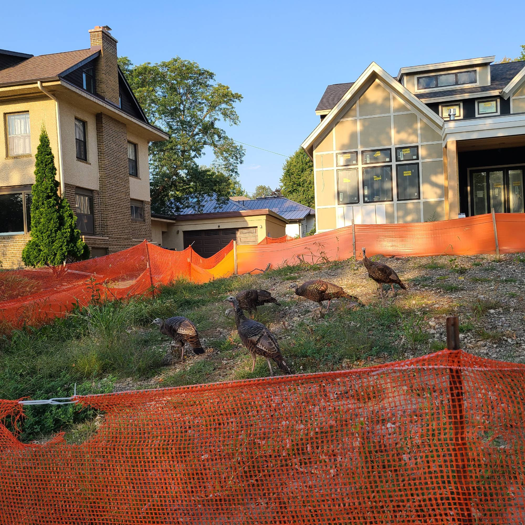 5 wild turkeys on gravel, sand mound behind orange plastic construction fence in front of large 3 story mansion under construction.