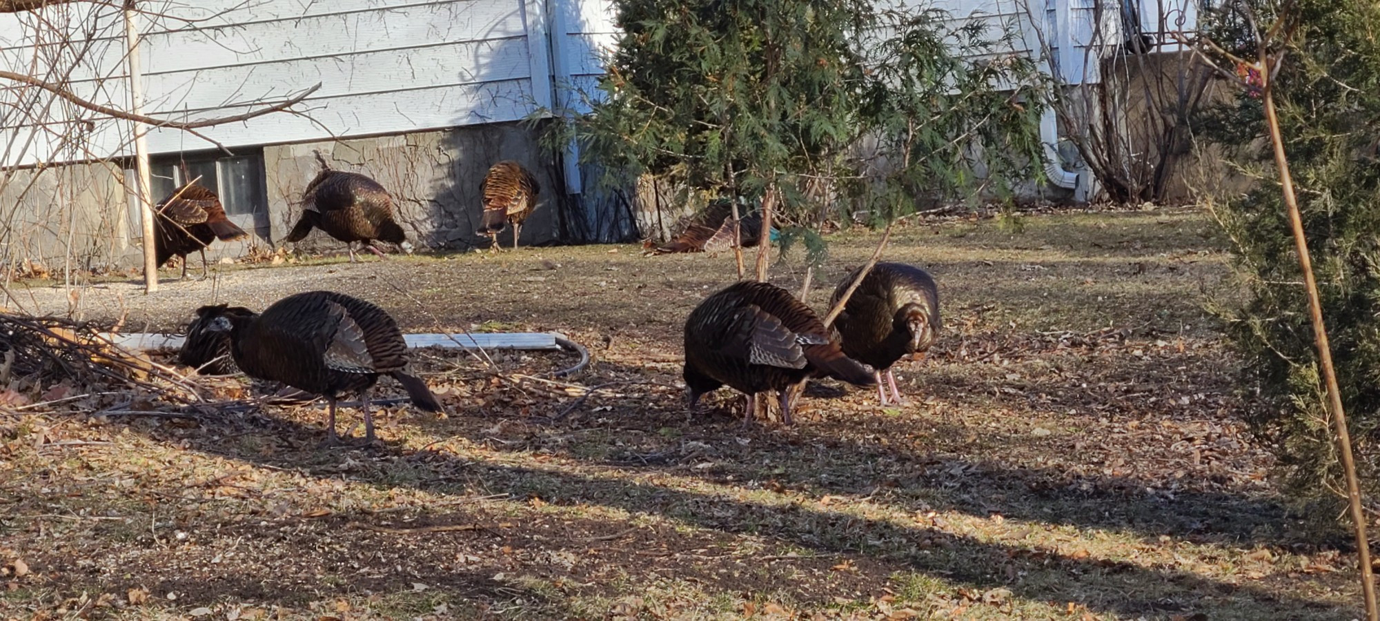 Wild turkeys eating birdseed in a regular feeding spot, nibbling from an evergreen tree as well