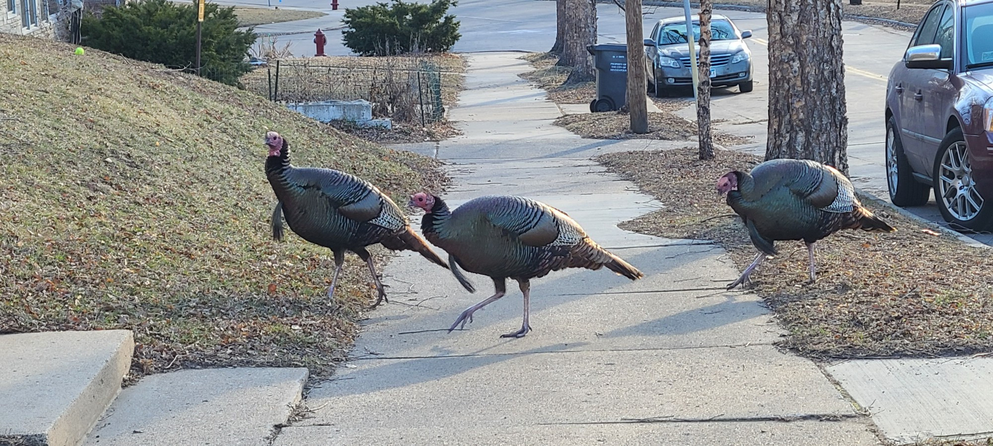 Wild turkeys crossing a city sidewalk