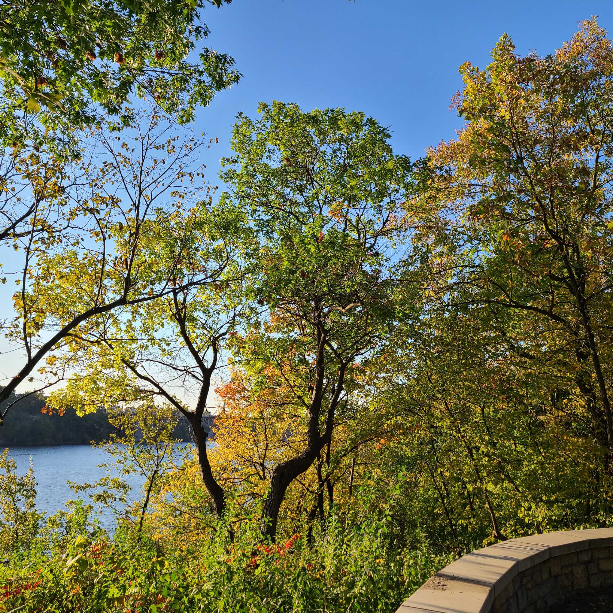 Overlooking river with crystal blue sky and trees just changing color framing the sides, stone wall at bottom of picture