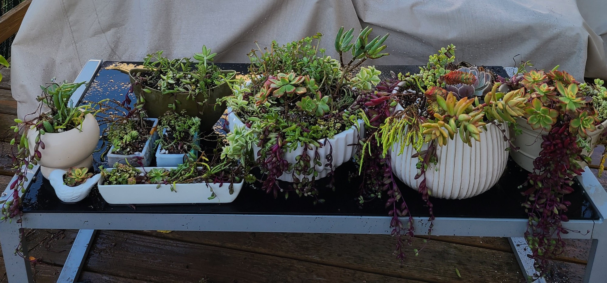 All the completed planters filled with succulents lined up on coffee table all different shapes and sizes of planters with several different kinds of succulent plants