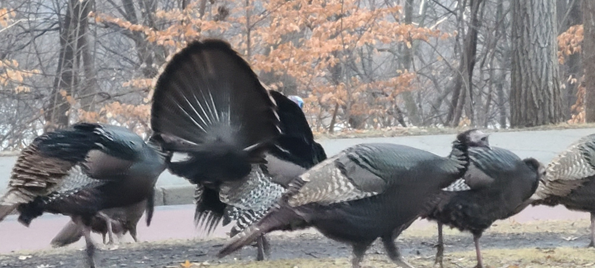 Pack of wild turkeys with the tom turkeys spreading tail feathers