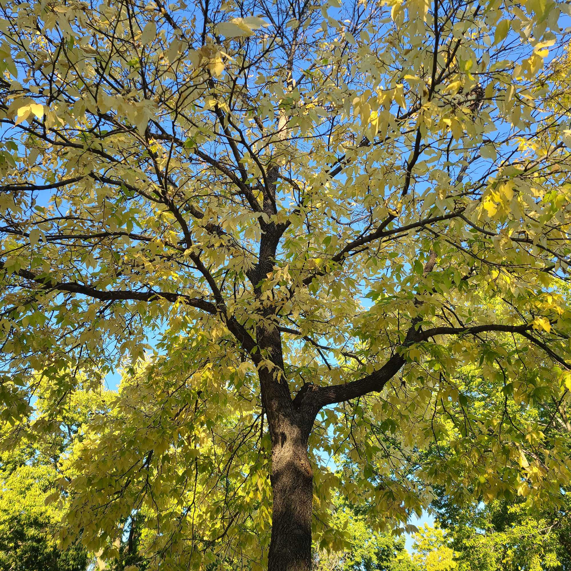 Golden yellow ash tree is one of the only trees that seems to know it is autumn