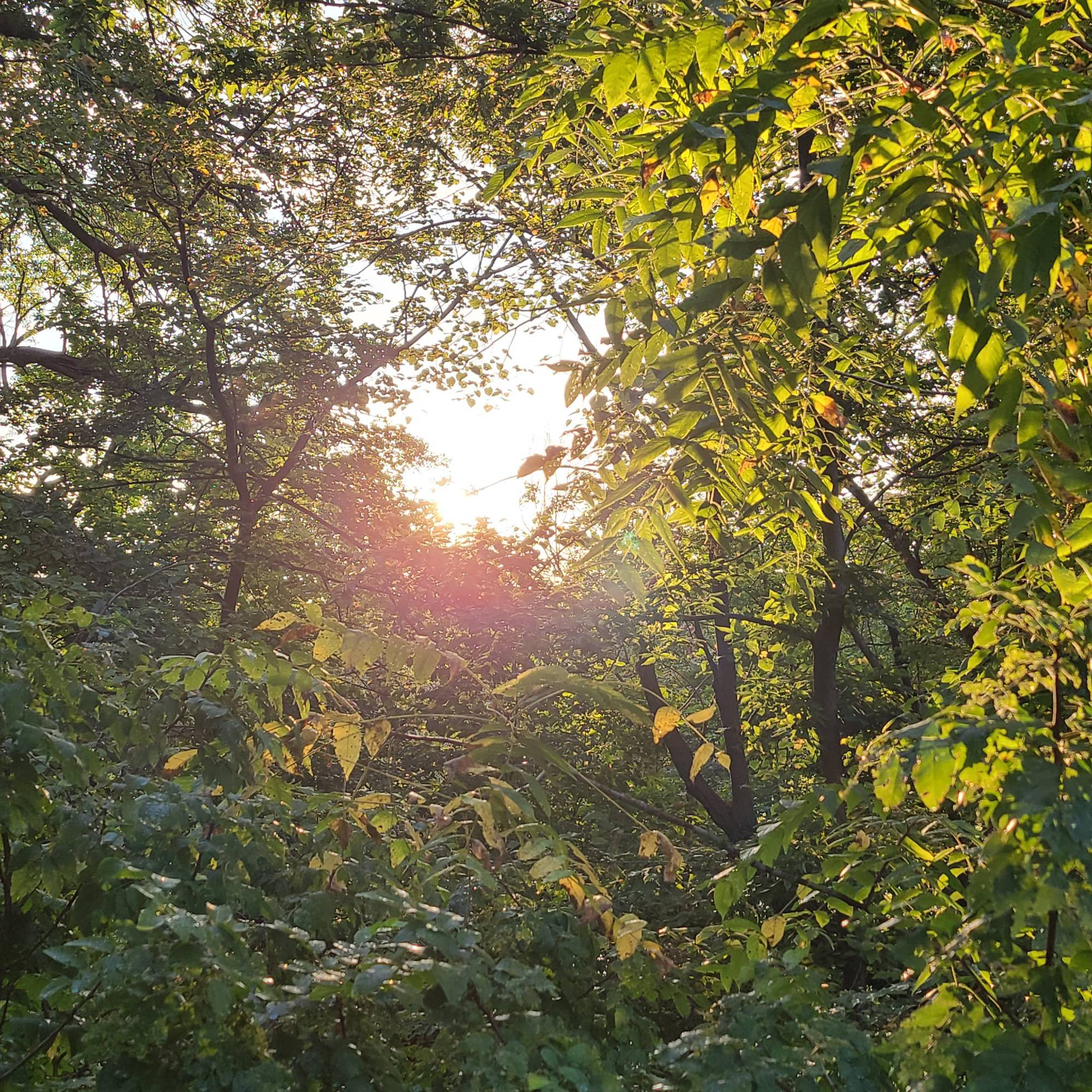 Golden sun just rising framed between tree canopy