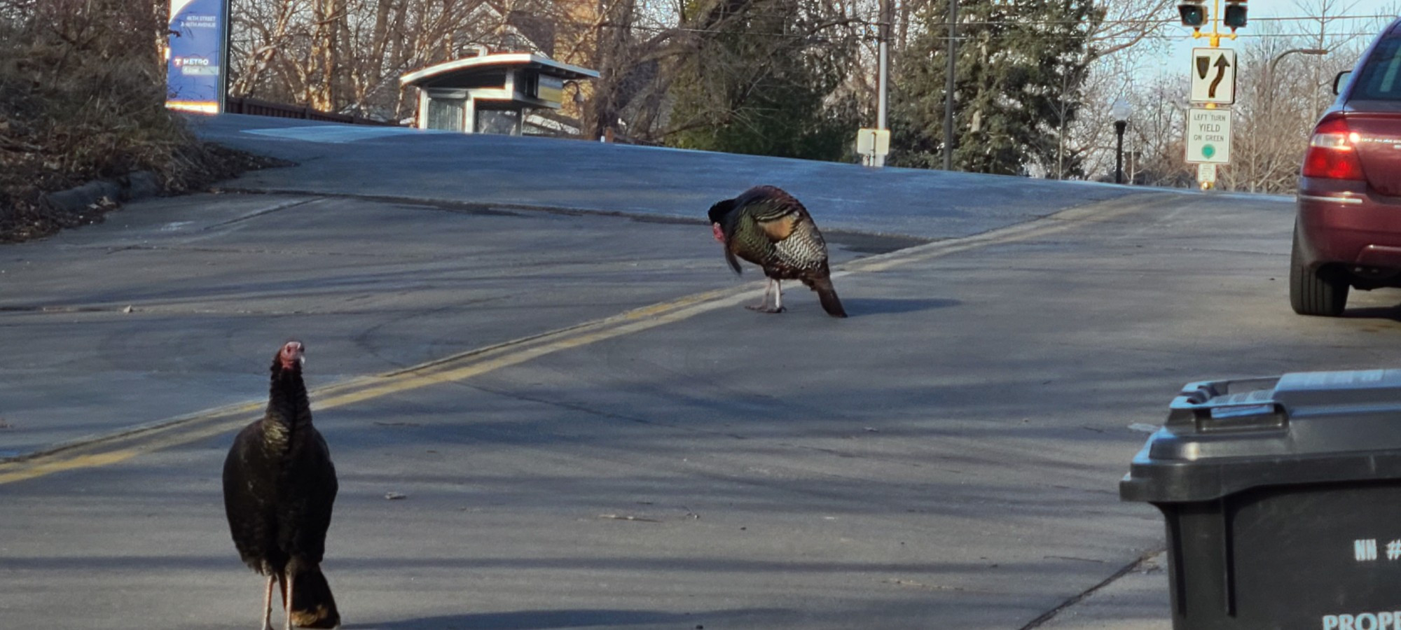 Wild turkeys standing in an asphalt street