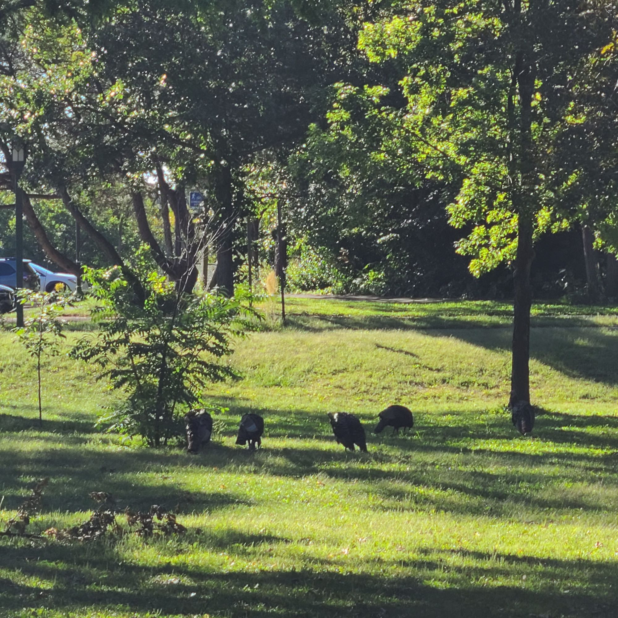 Wild turkeys forming a circle around a tree presumably in some form of ruitual ceremony