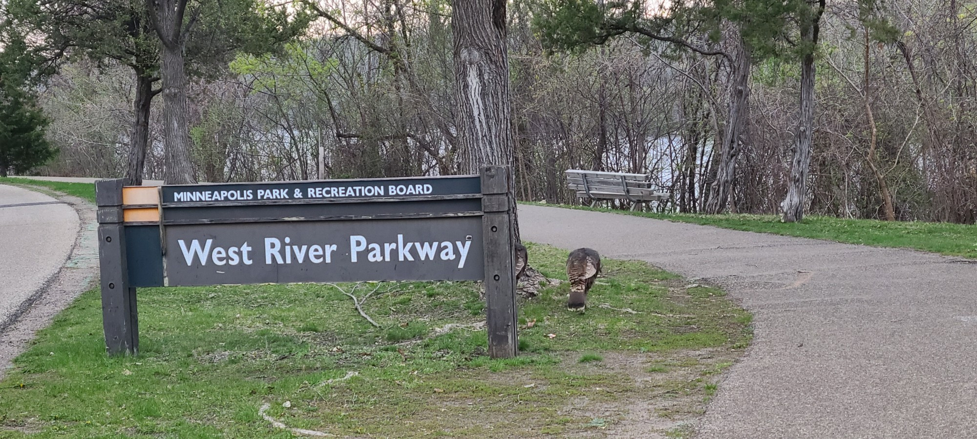 Wild turkeys next to wooden park sign "West River Parkway" with a dual asphalt paved bike/pedestrian path next to it.