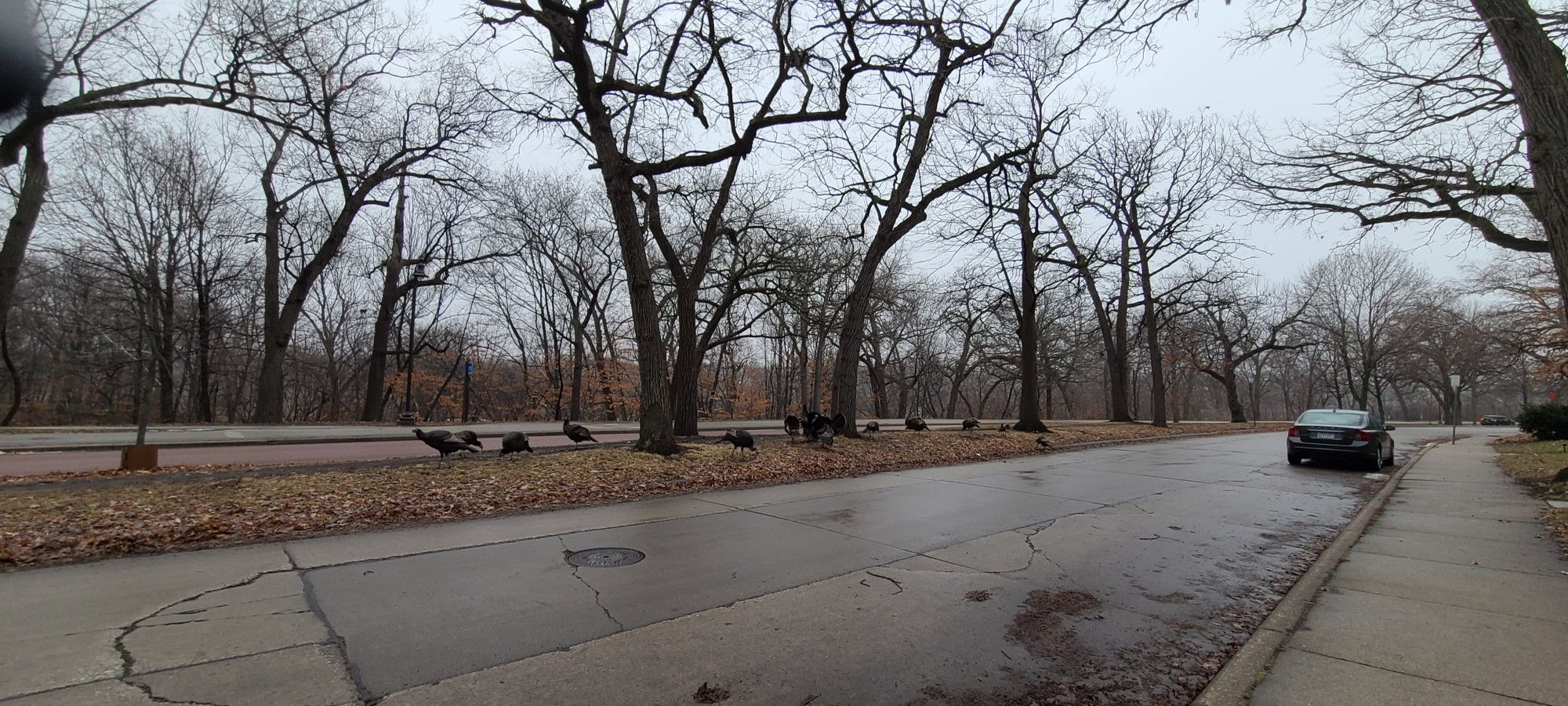 Large gaggle of turkeys walking along grassy knoll along W River Parkway, between two roads.