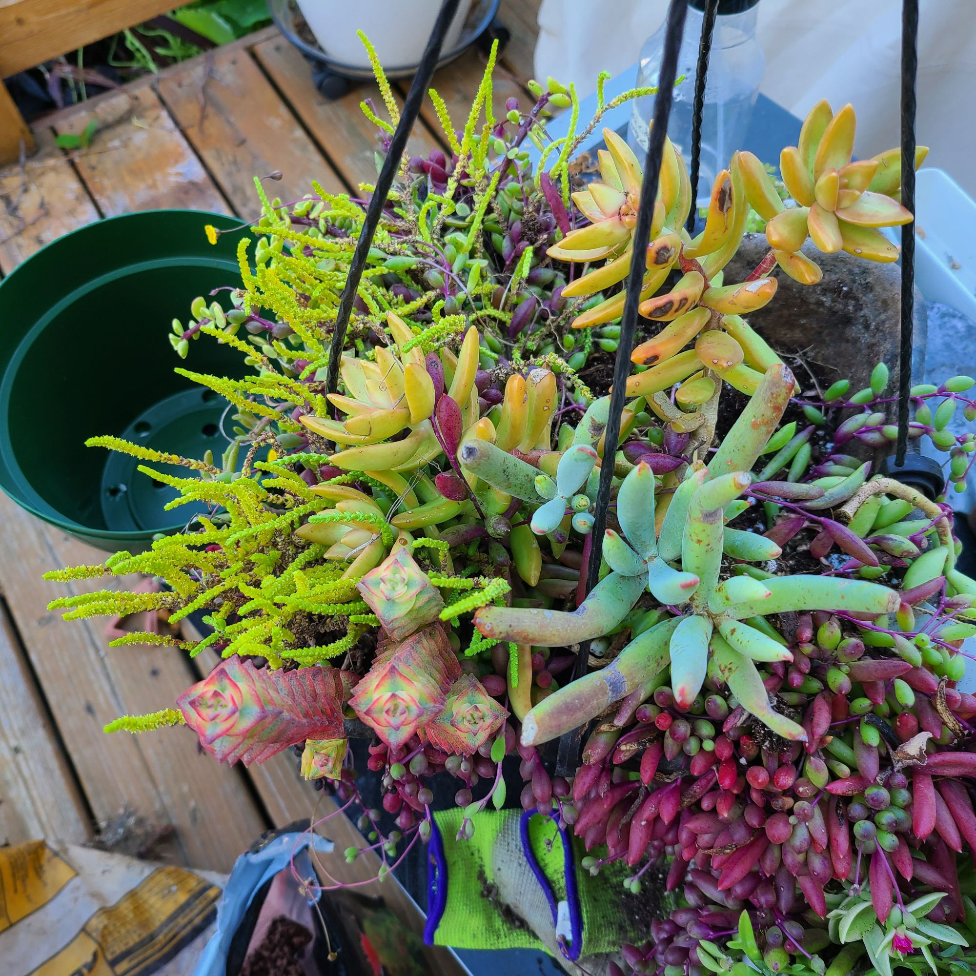 Succulent hanging basket ready for transplanting.