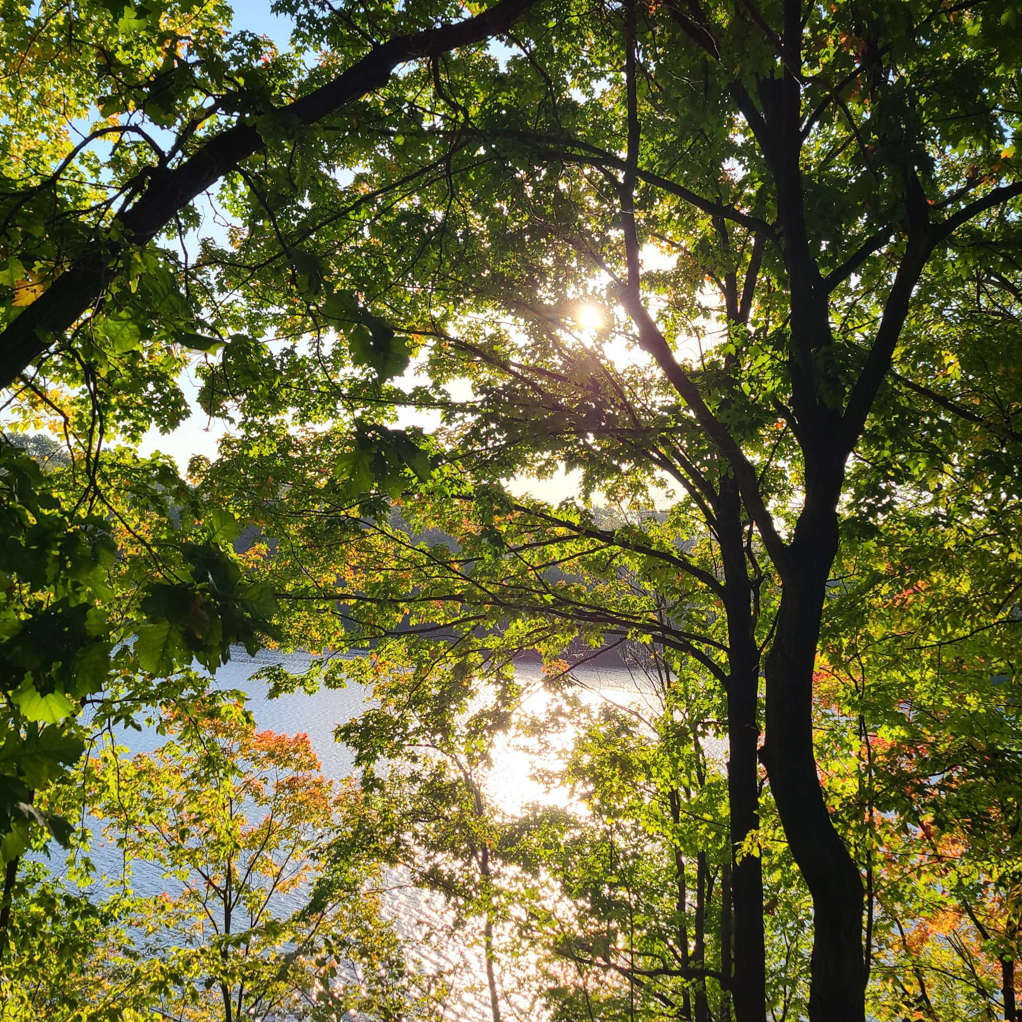 Sun reflecting off river through trees just starting to change color from green to yellow, red, orange.