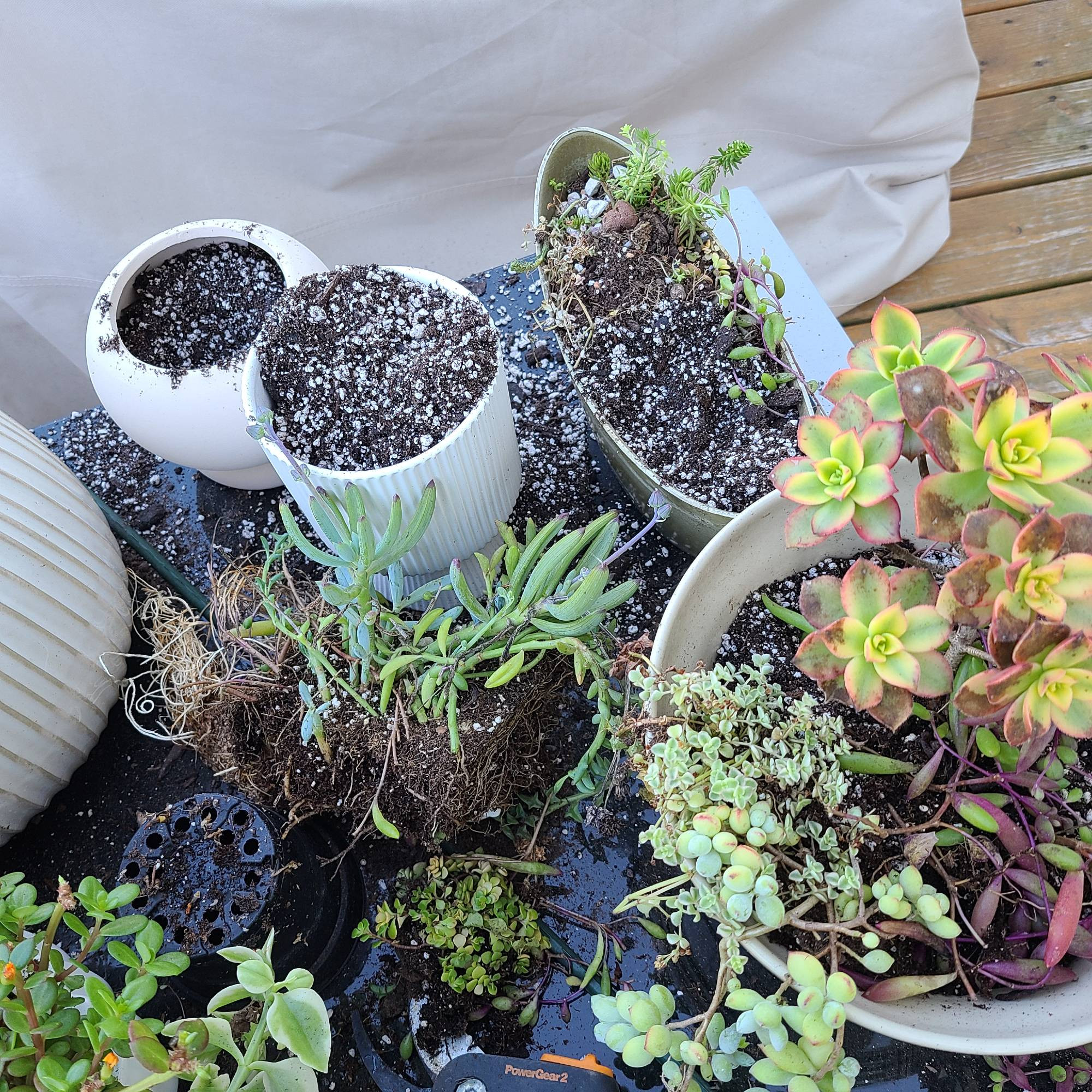 Boat shaped planter partly filled with succulents, large round planter partly filled, two empty round planters, some plants on black table waiting for placement in pots