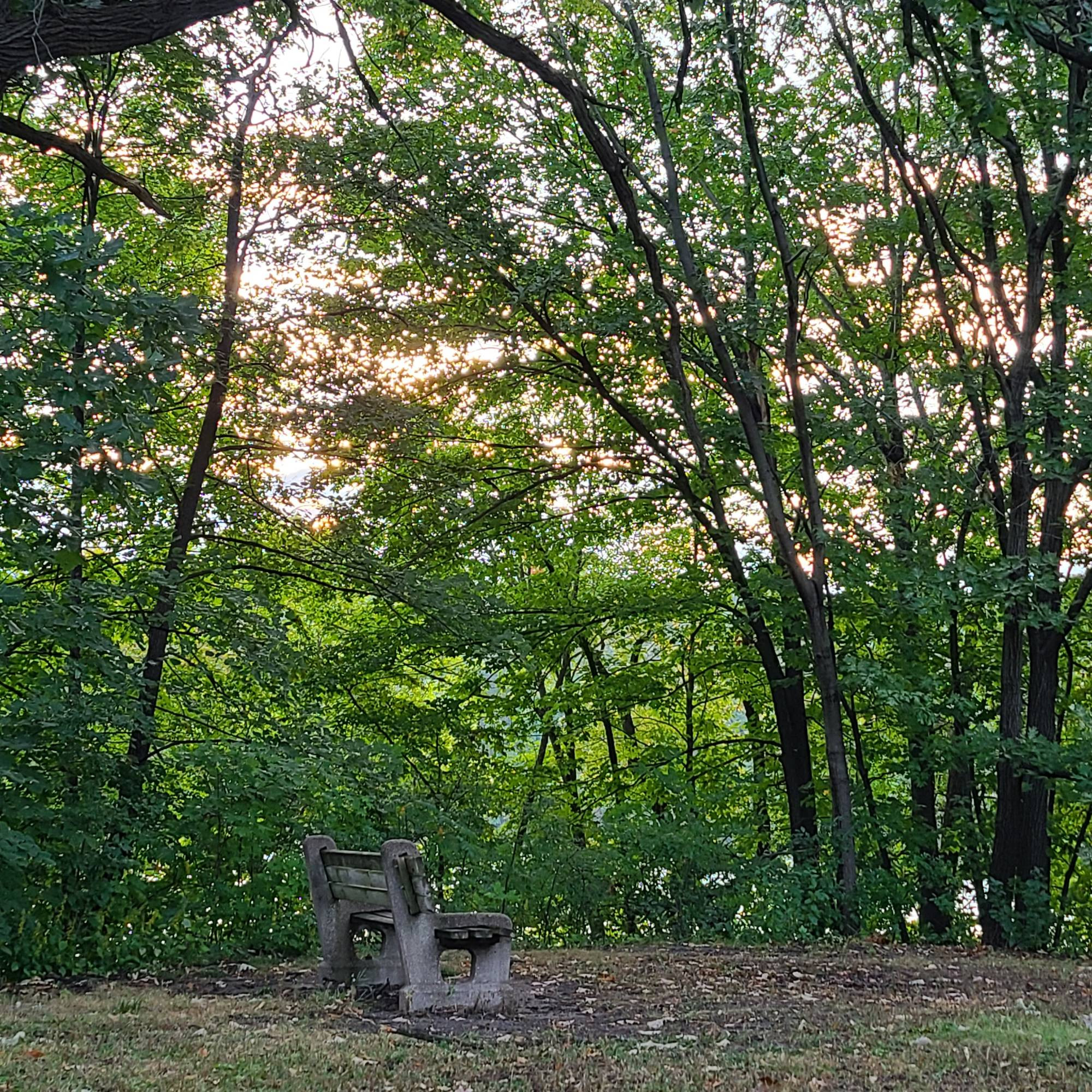 Pink and golden hues of sunrise seen between many treetops with park bench on grass